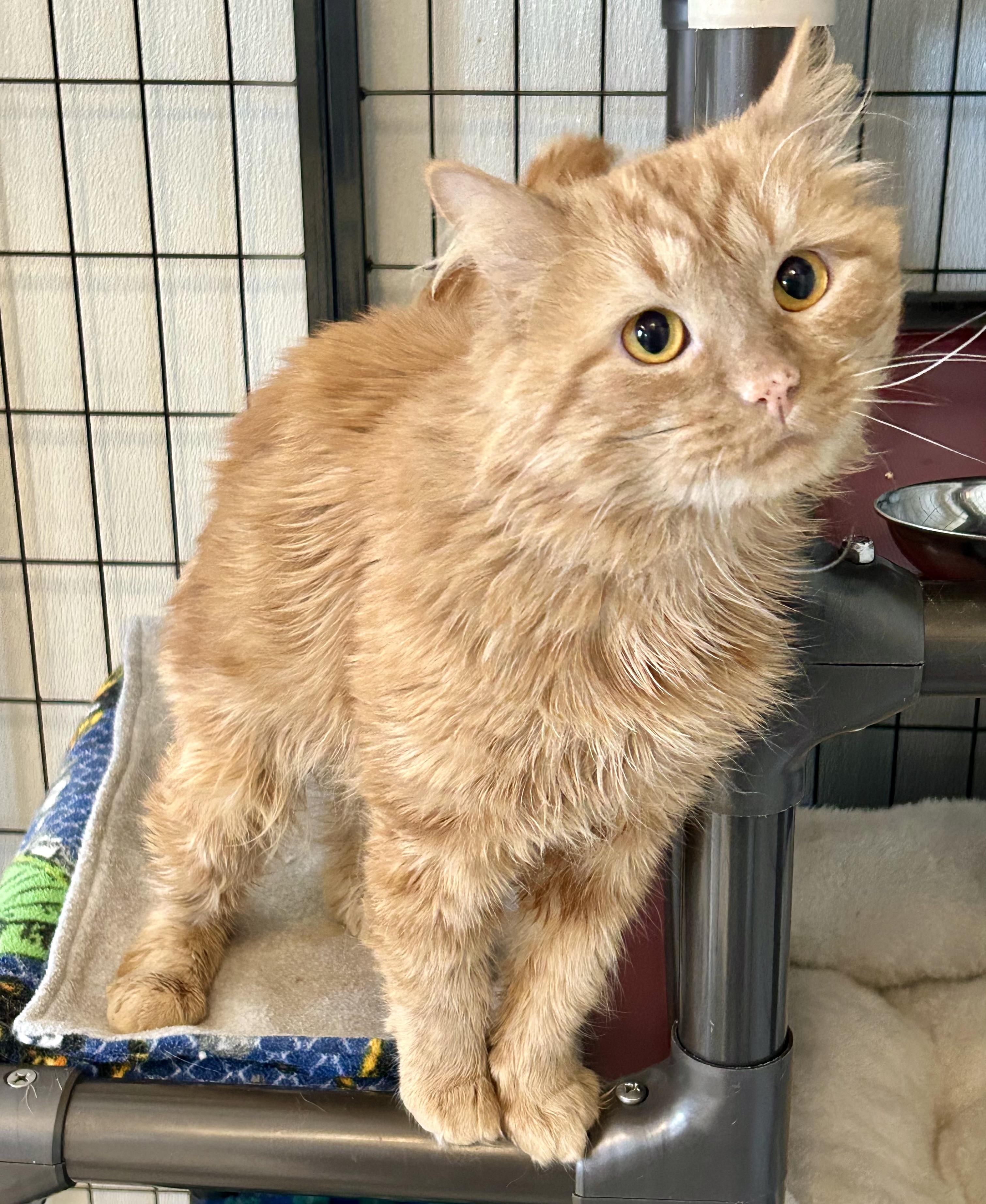 Enlarge Token , a ADOPTABLE Domestic Medium Hair in Providence, RI image 6/6