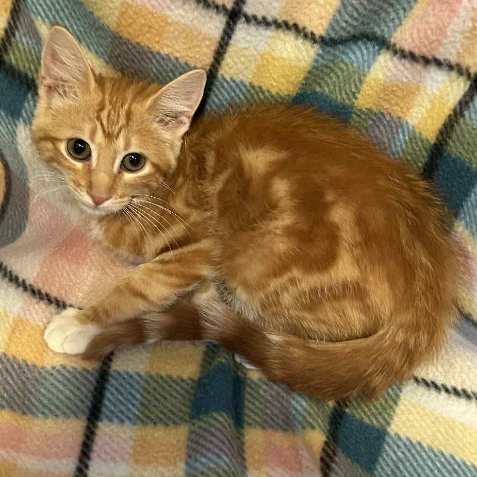 Calzone, Baby Male unknown