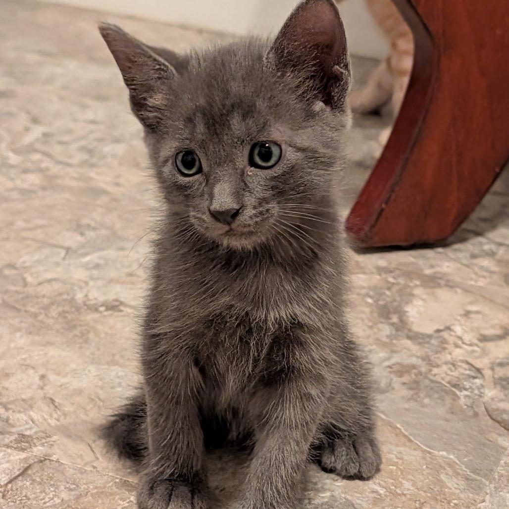 Nico, a Adoptable Domestic Short Hair in North Port, FL image 1/2