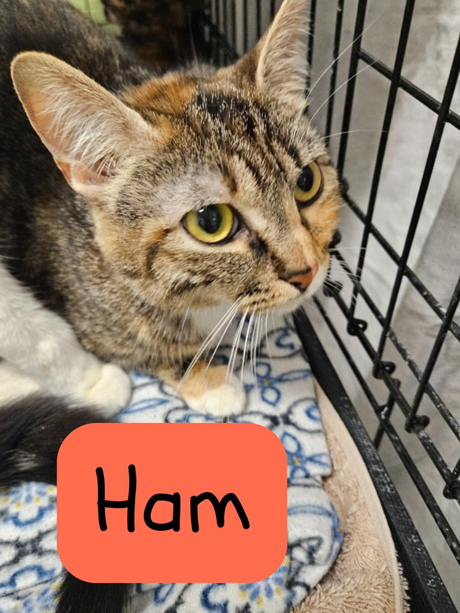 Enlarge Ham, a Adoptable American Shorthair in Kingsport, TN image 1/2