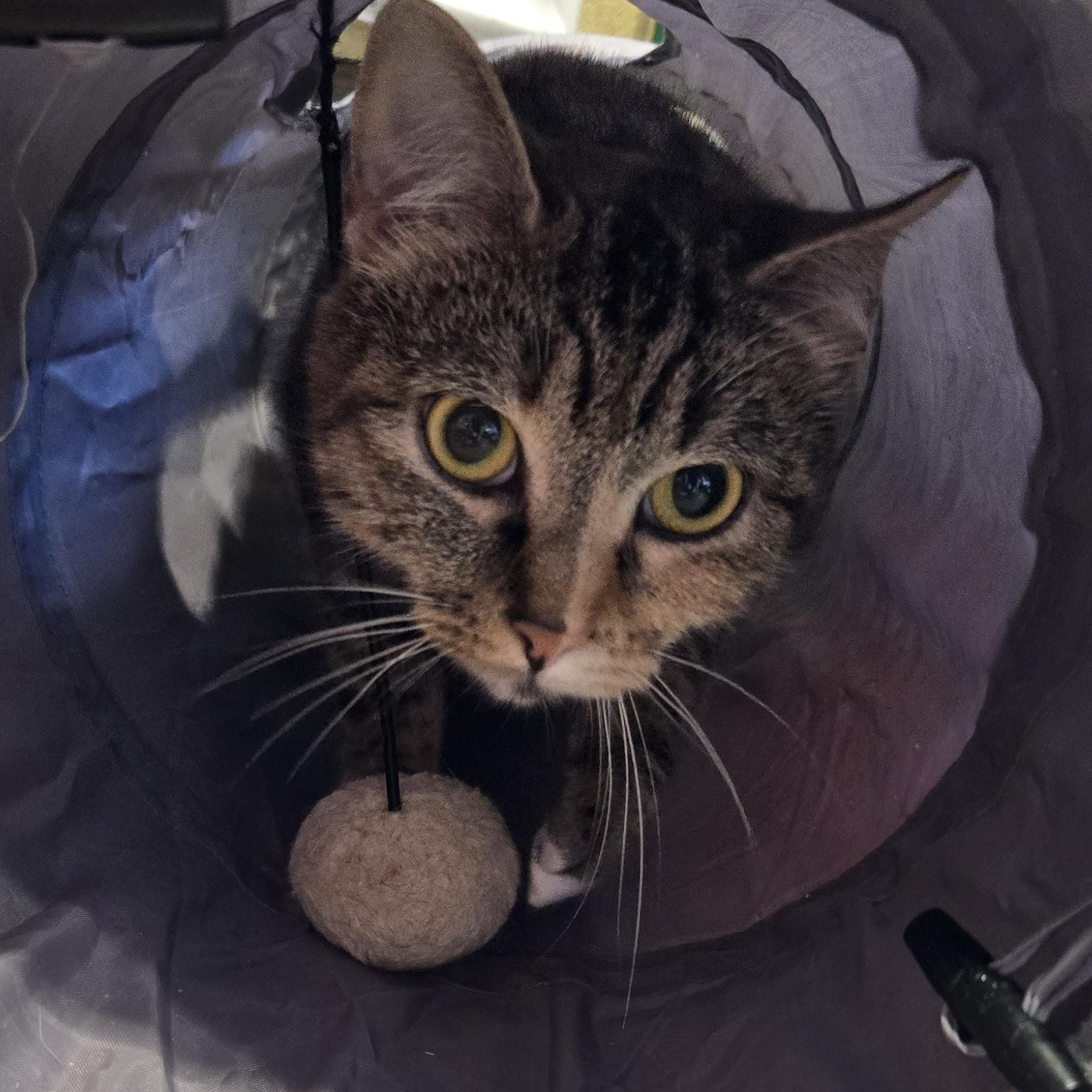 Enlarge Ham, a Adoptable American Shorthair in Kingsport, TN image 2/2