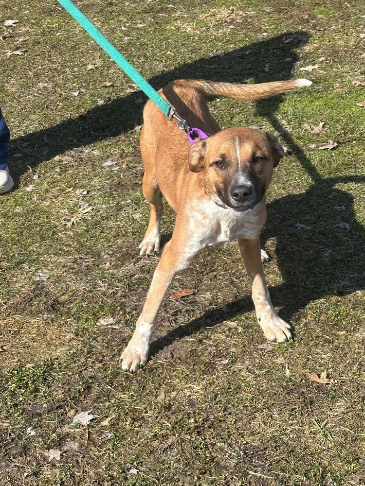 Cliff, Adoptable, Young Male Australian Cattle Dog / Blue Heeler & Cattle Dog.