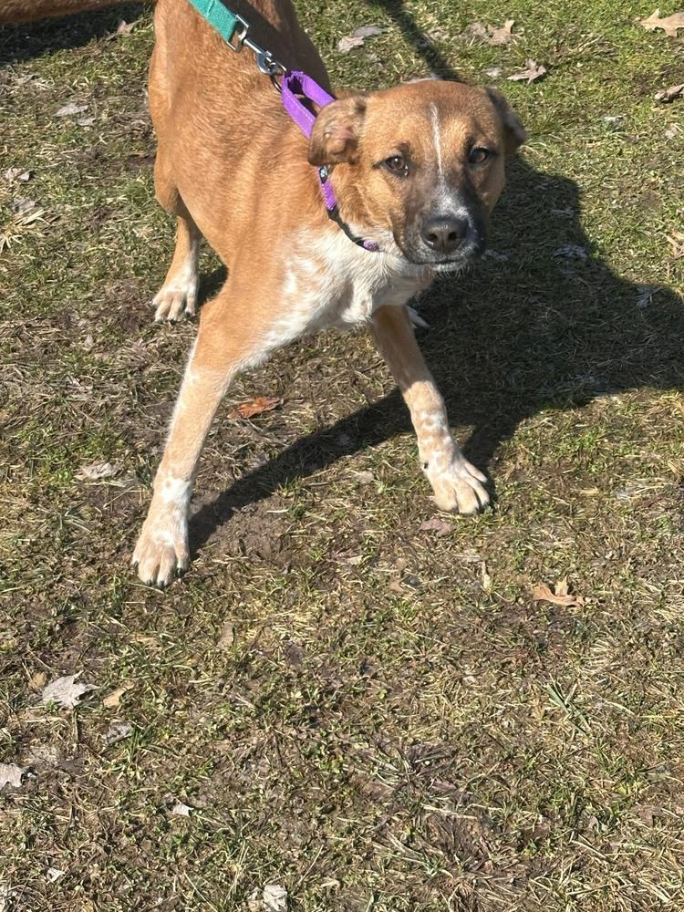 Enlarge Cliff, a Adoptable mixed breed in Franklin, PA image 2/2
