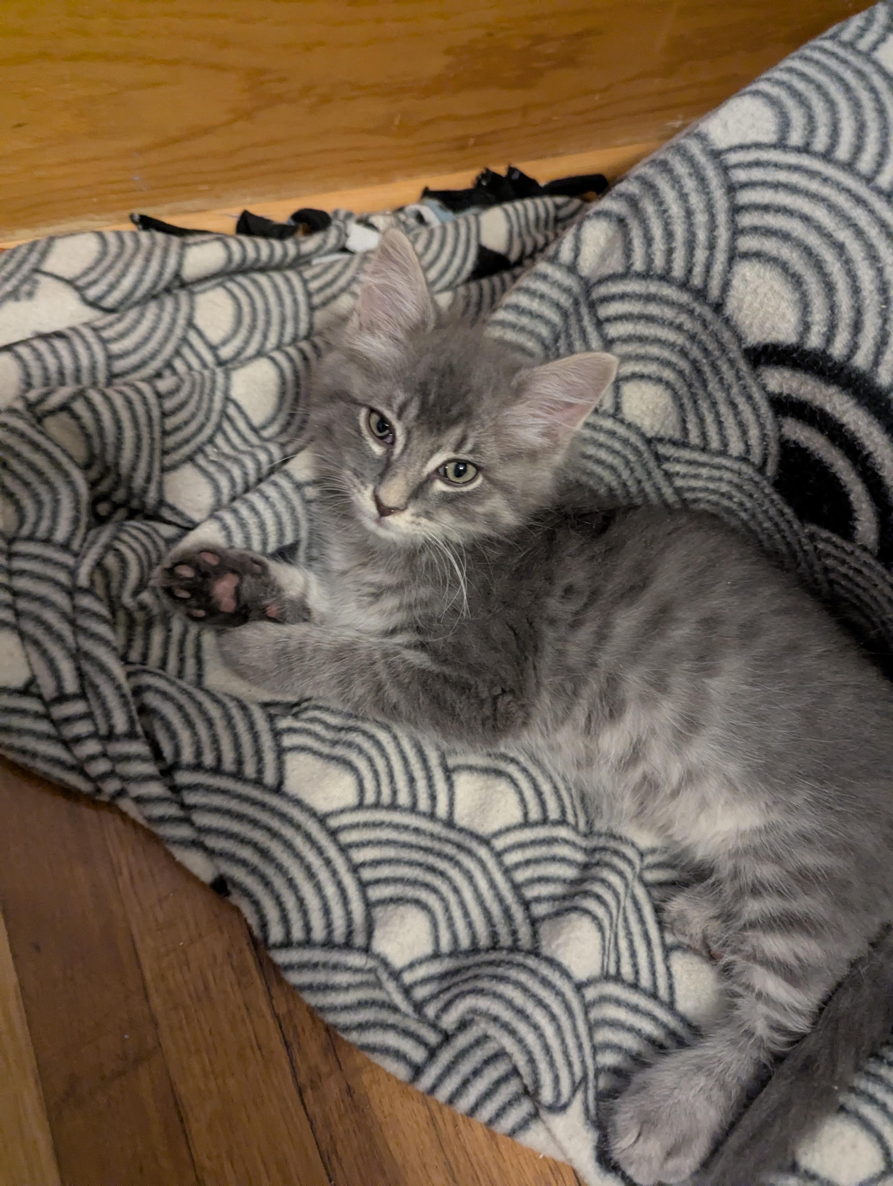 Gravy, Baby Male Domestic Medium Hair
