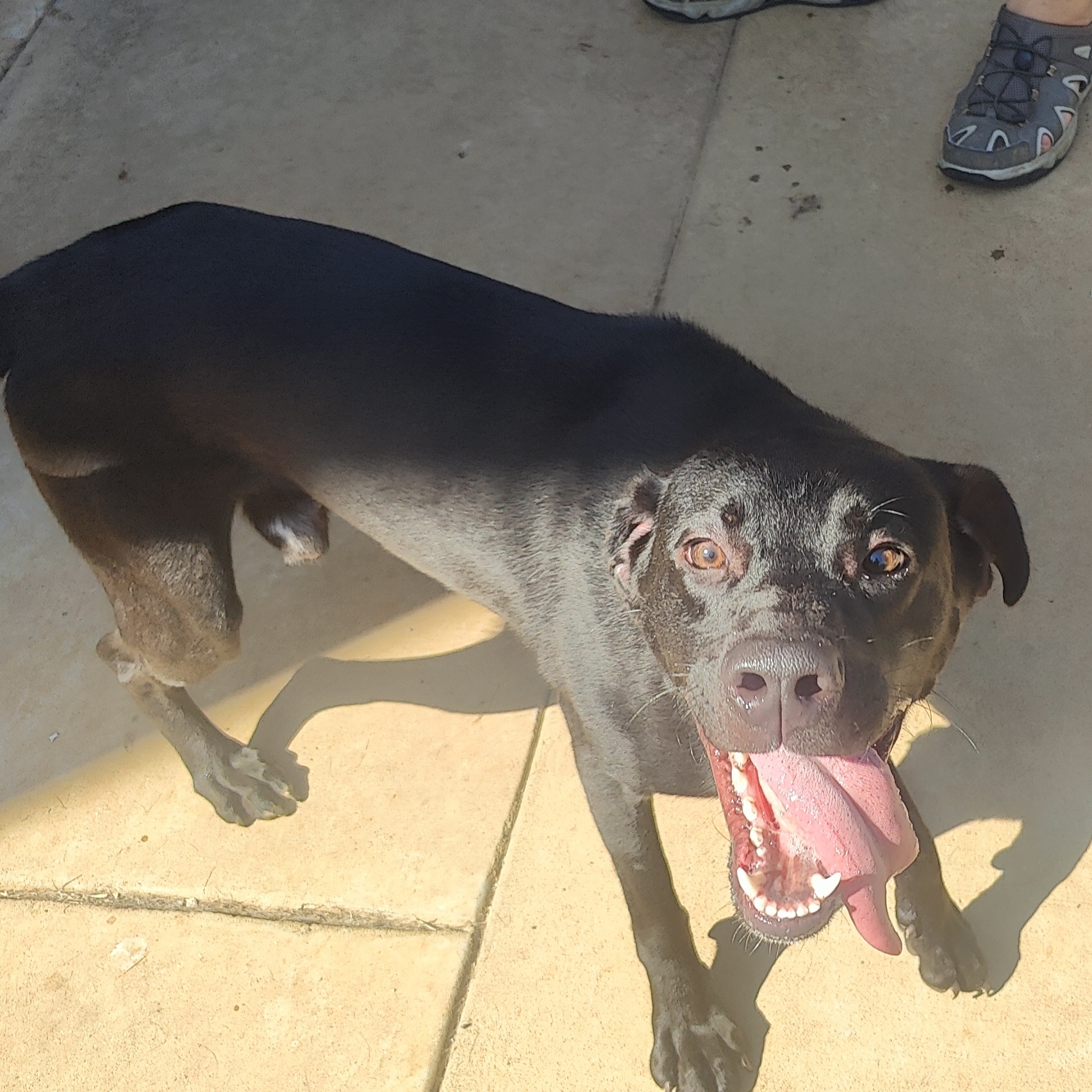 Bambalamb, Adoptable, Young Male Black Labrador Retriever.