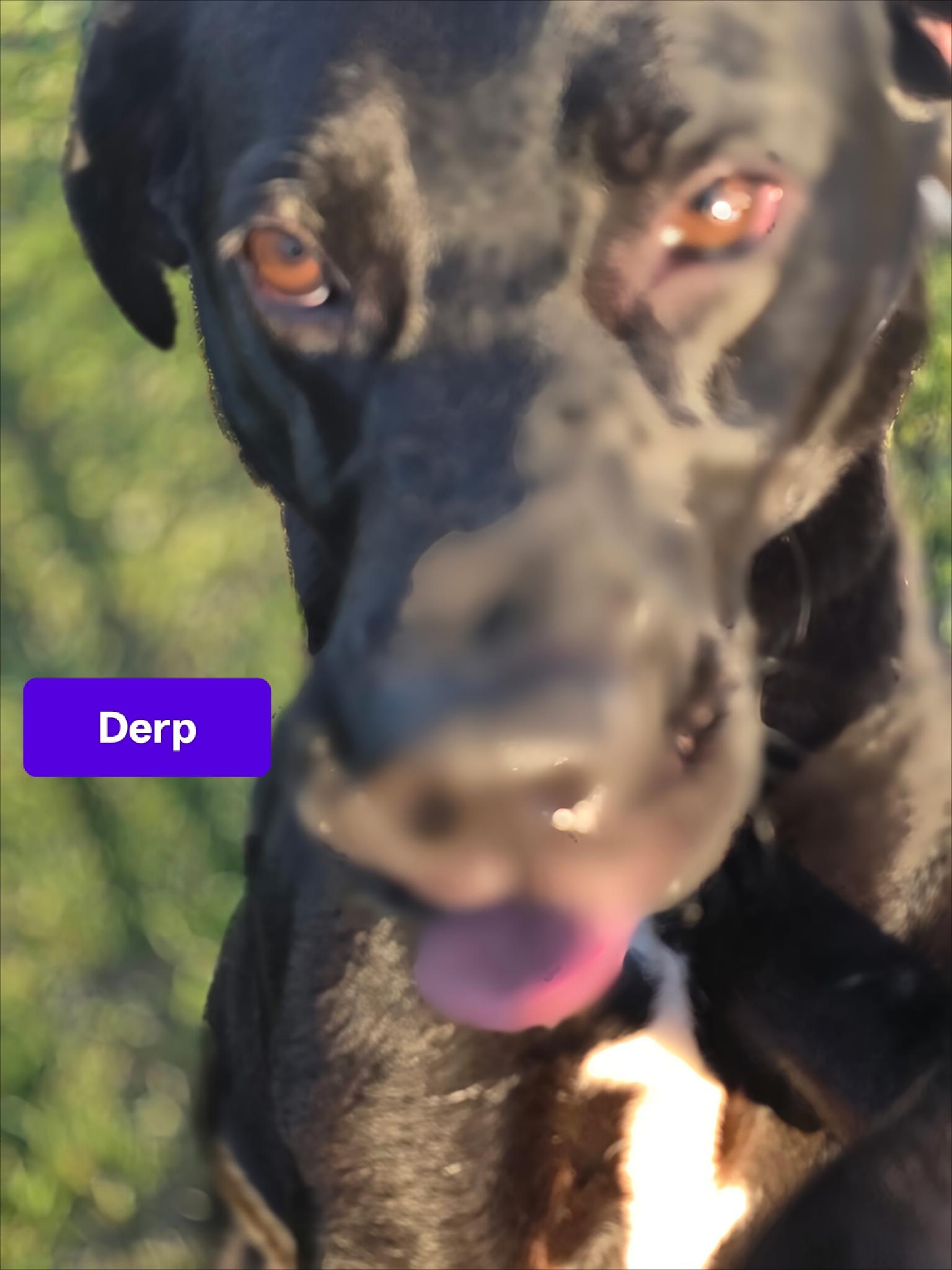 Enlarge Bambalamb, a Adoptable mixed breed in CLARKSVILLE, TN image 3/3