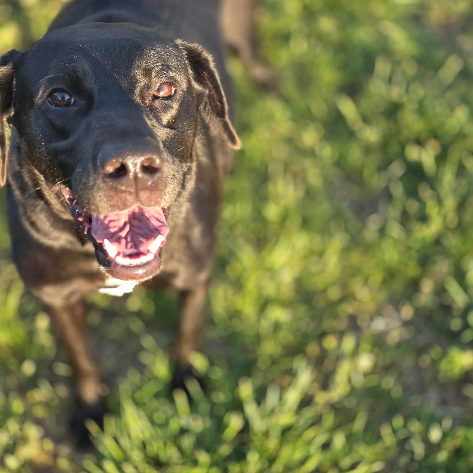 Enlarge Bambalamb, a Adoptable mixed breed in CLARKSVILLE, TN image 1/3
