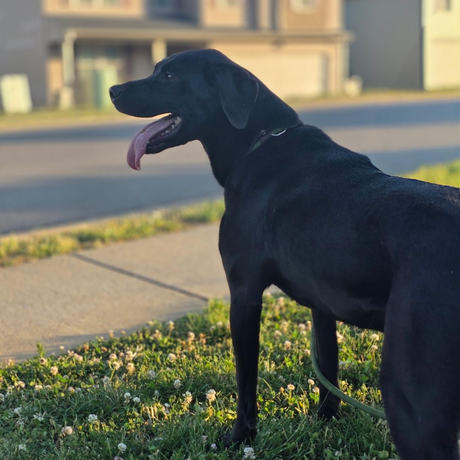 Enlarge Bambalamb, a Adoptable mixed breed in CLARKSVILLE, TN image 2/3