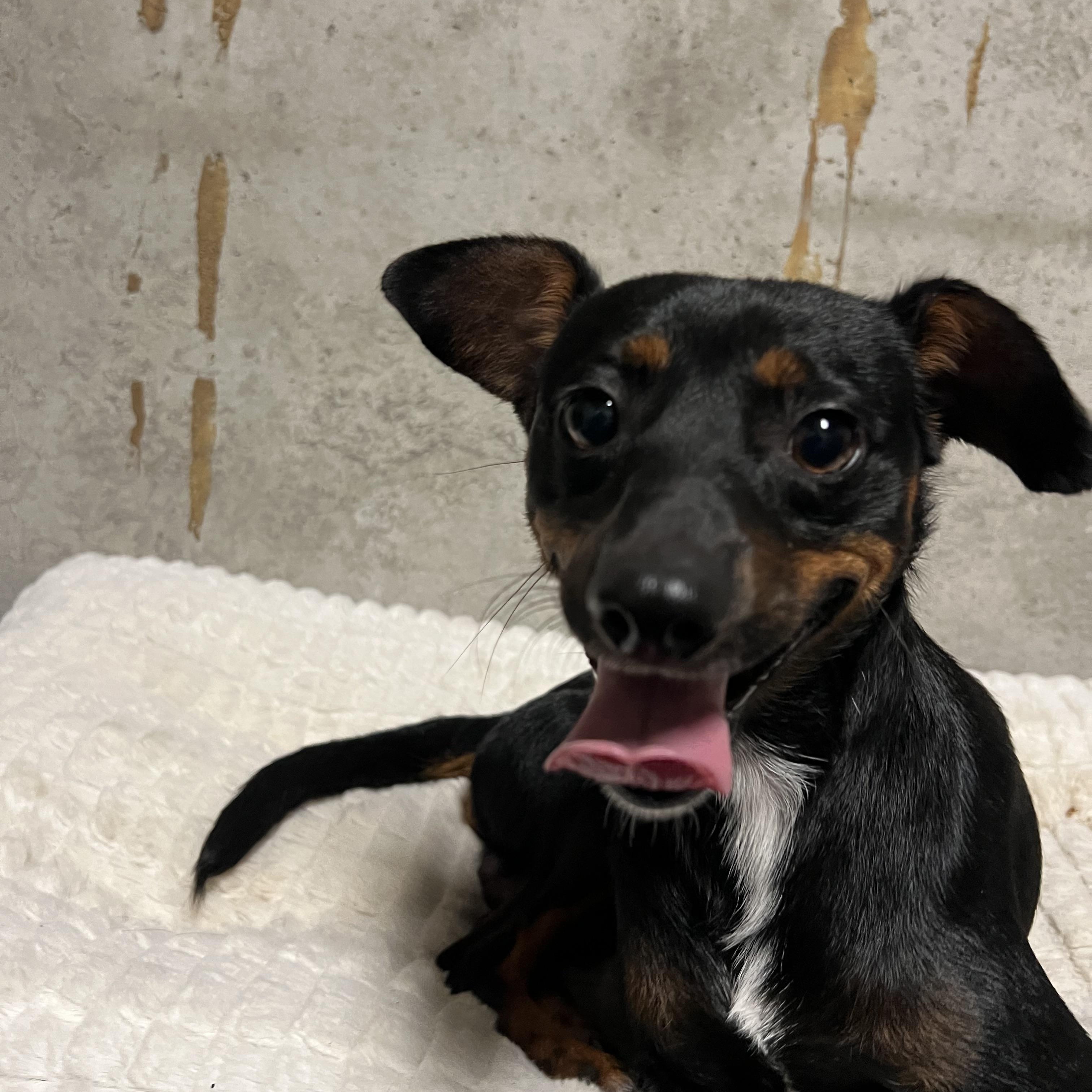 Enlarge Sawyer, a Adoptable mixed breed in Marietta, GA image 2/5