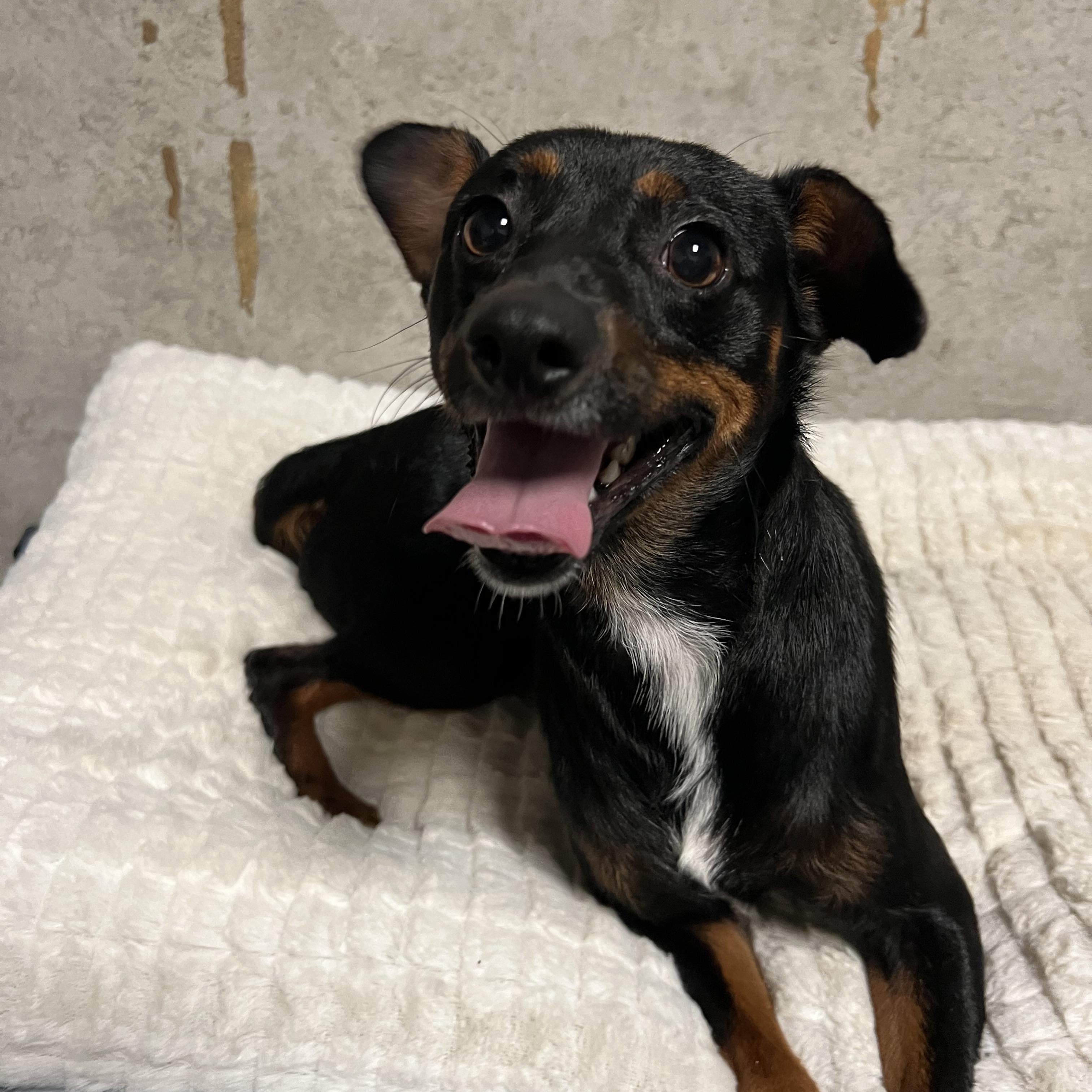 Enlarge Sawyer, a Adoptable mixed breed in Marietta, GA image 5/5