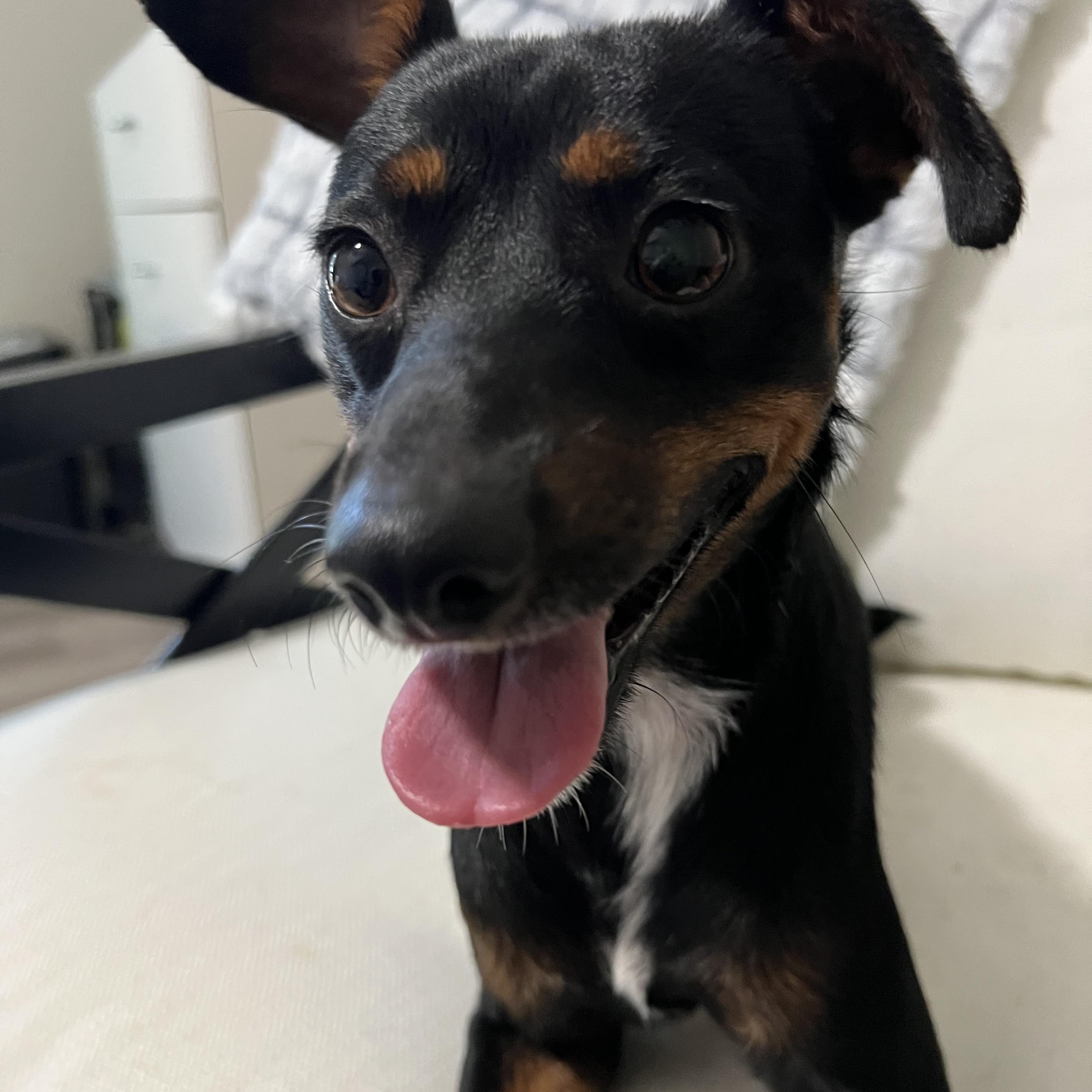 Enlarge Sawyer, a Adoptable mixed breed in Marietta, GA image 4/5