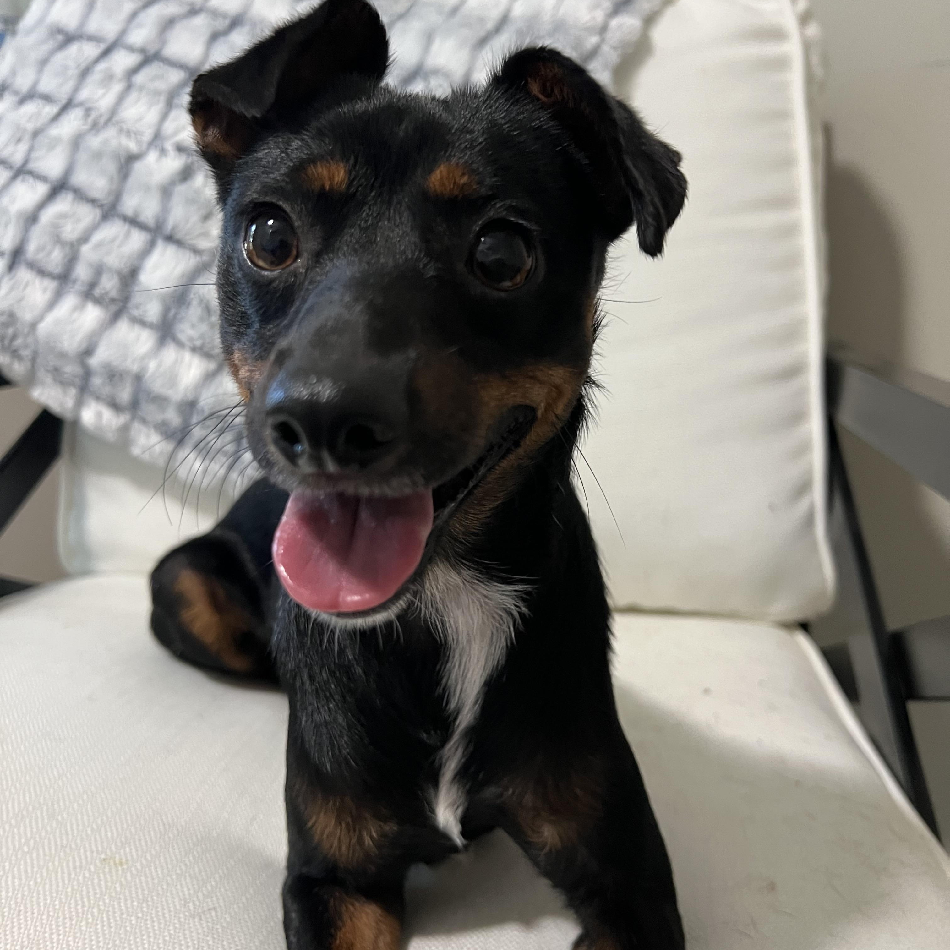 Sawyer, Adoptable, Puppy Male Chihuahua & Dachshund.