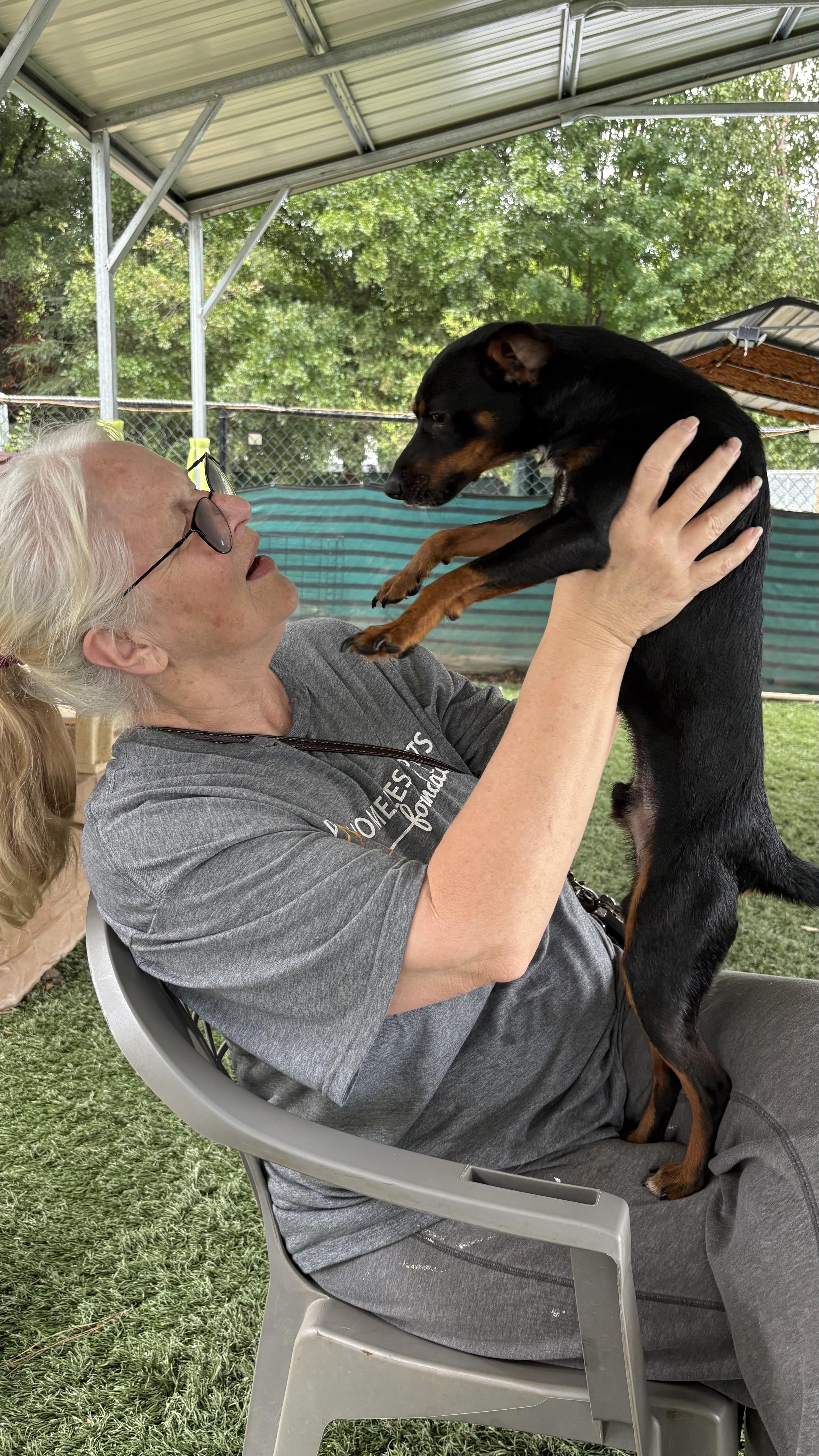 Enlarge Sawyer, a Adoptable mixed breed in Marietta, GA image 3/5