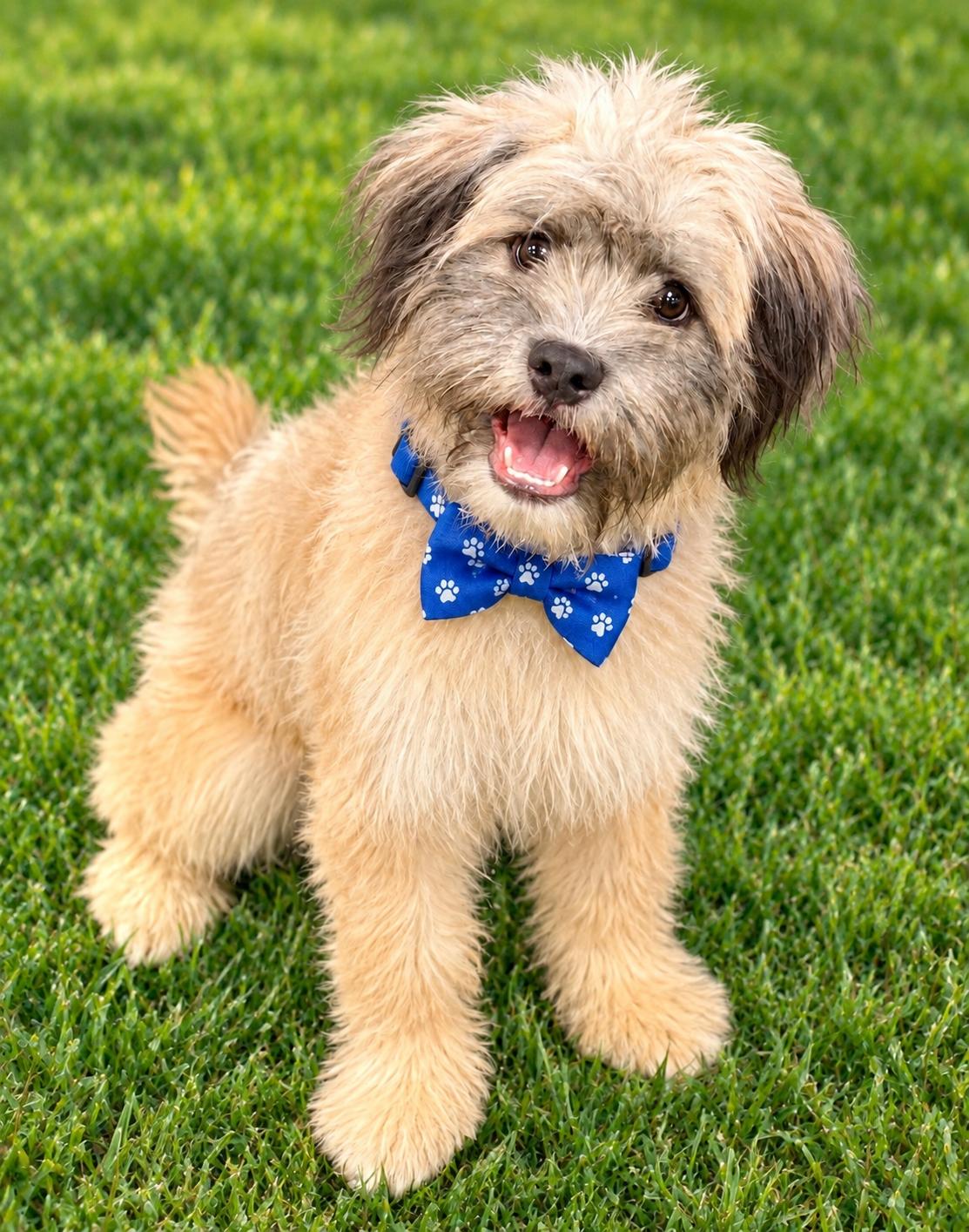 Danny, Adopted, Puppy Male Havanese.