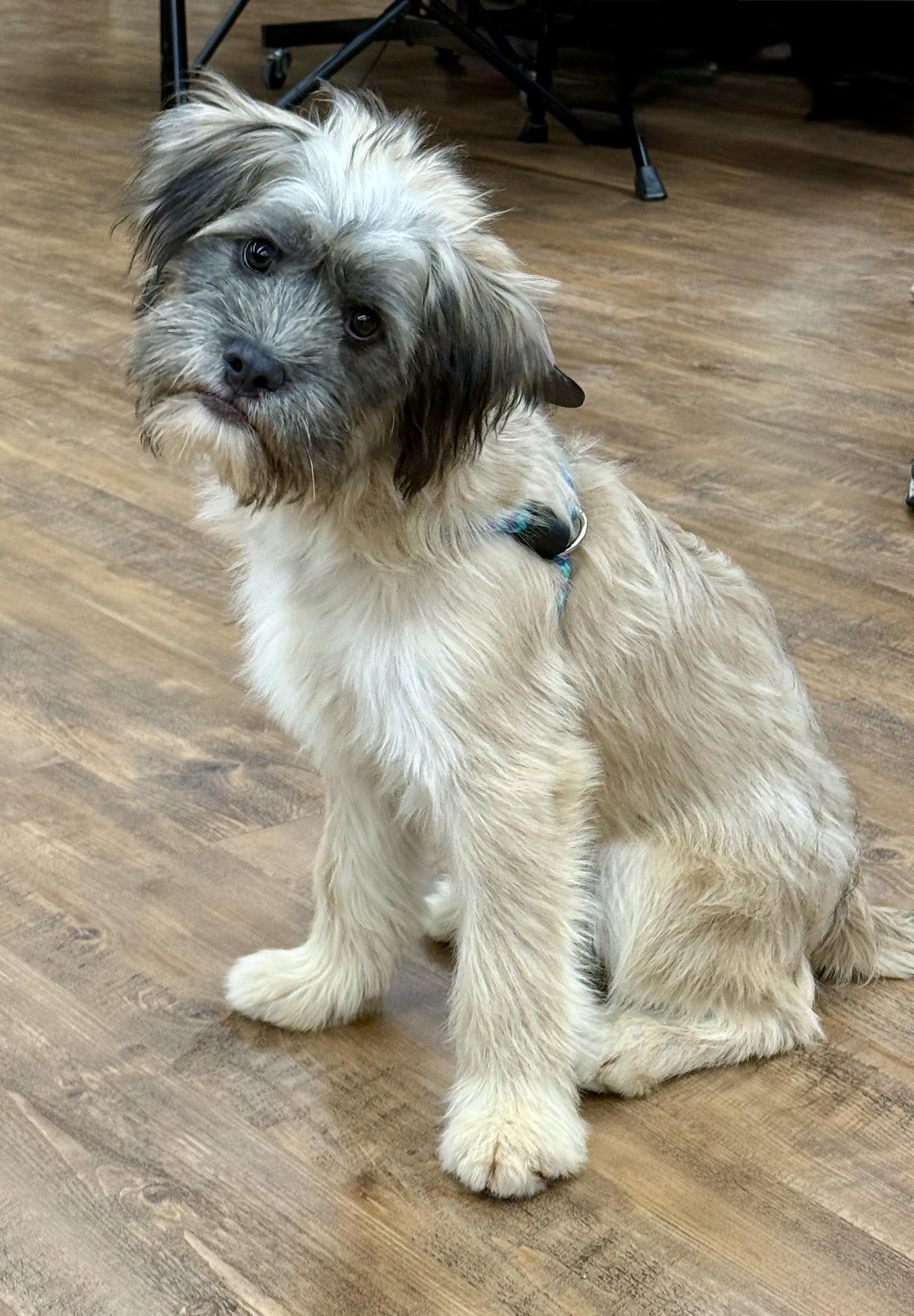 Enlarge Danny, a Adopted mixed breed in Cranford, NJ image 3/5