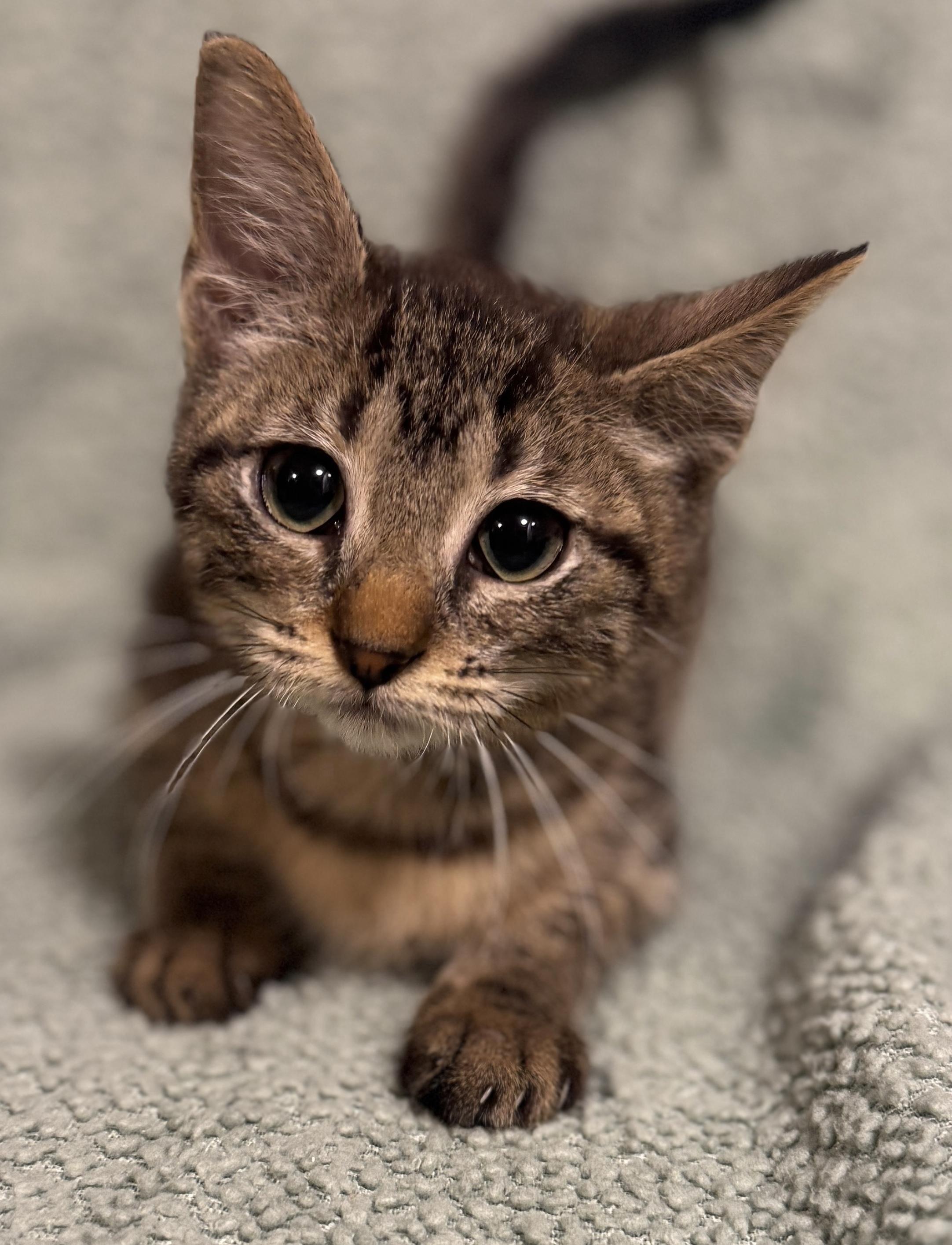Enlarge Asiago, a Adoptable Domestic Short Hair in Port Washington, WI image 2/2