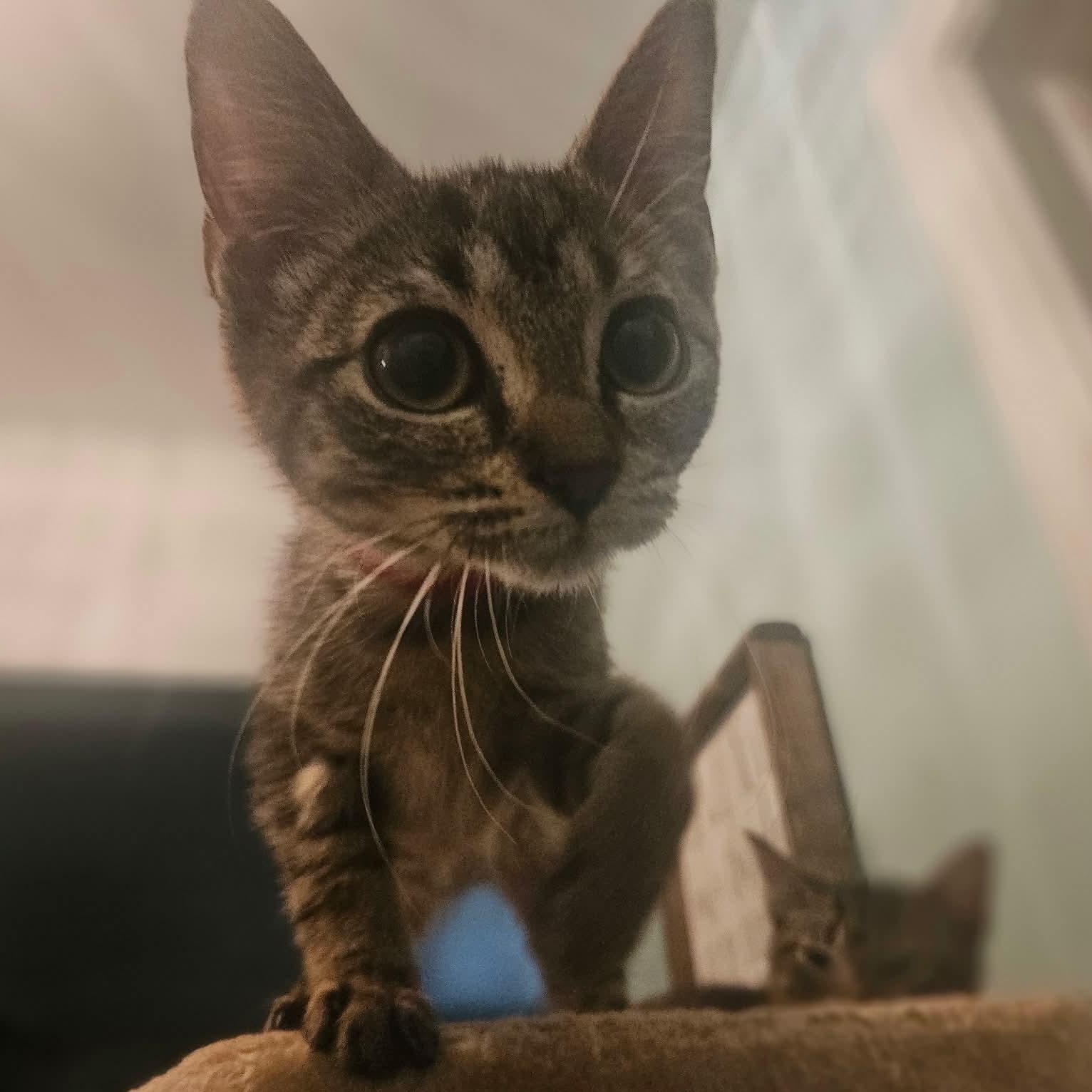 Asiago, Adoptable, Kitten Female Domestic Short Hair.