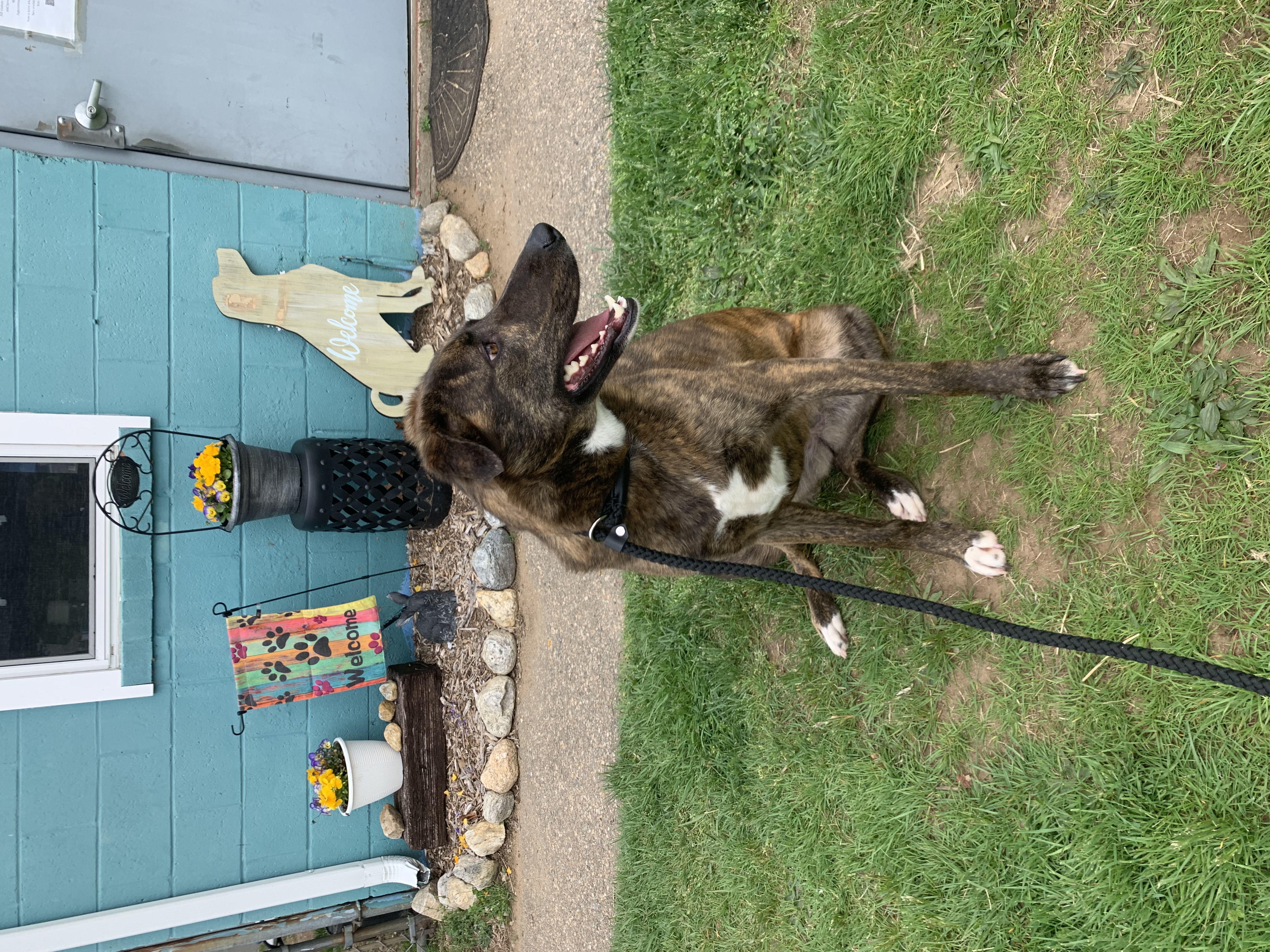 Honey Azalea, a Adoptable mixed breed in Willimantic, CT image 6/6