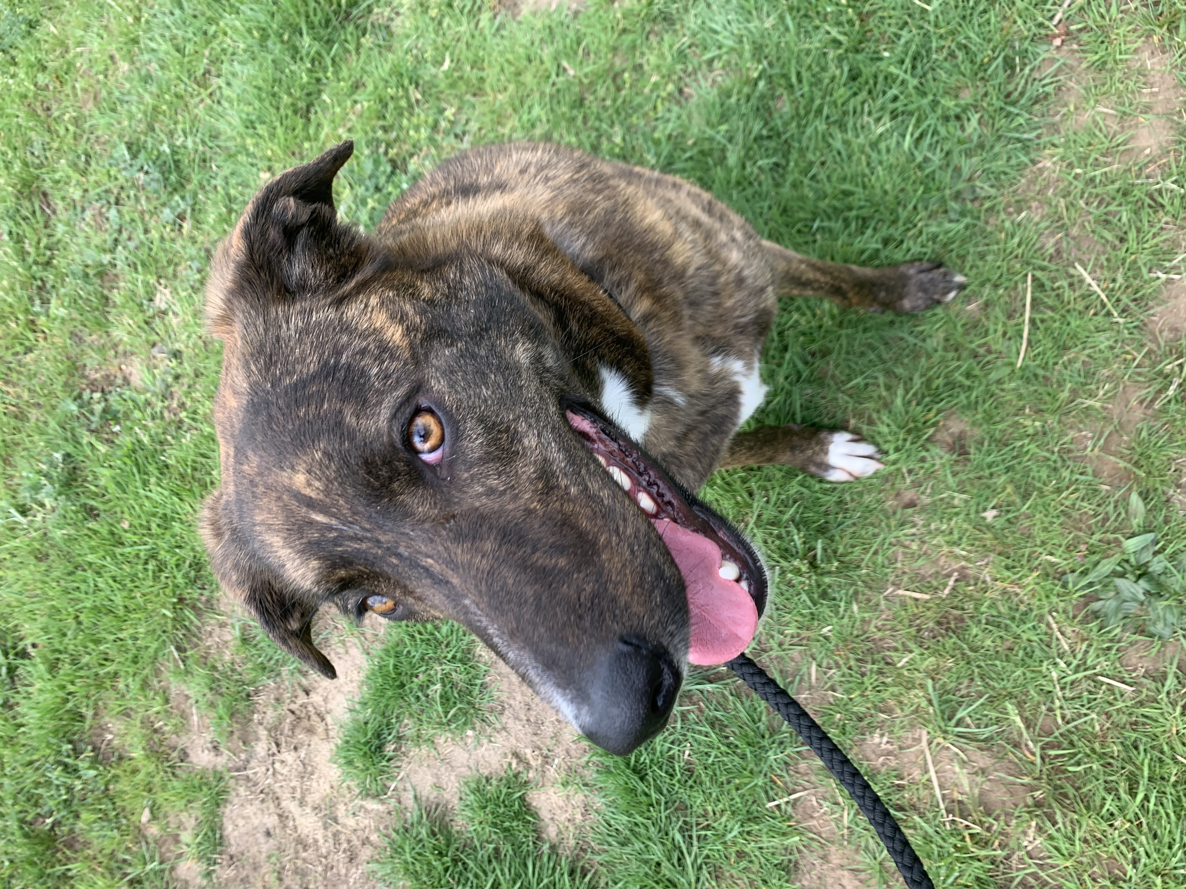 Honey Azalea, a Adoptable mixed breed in Willimantic, CT image 2/6