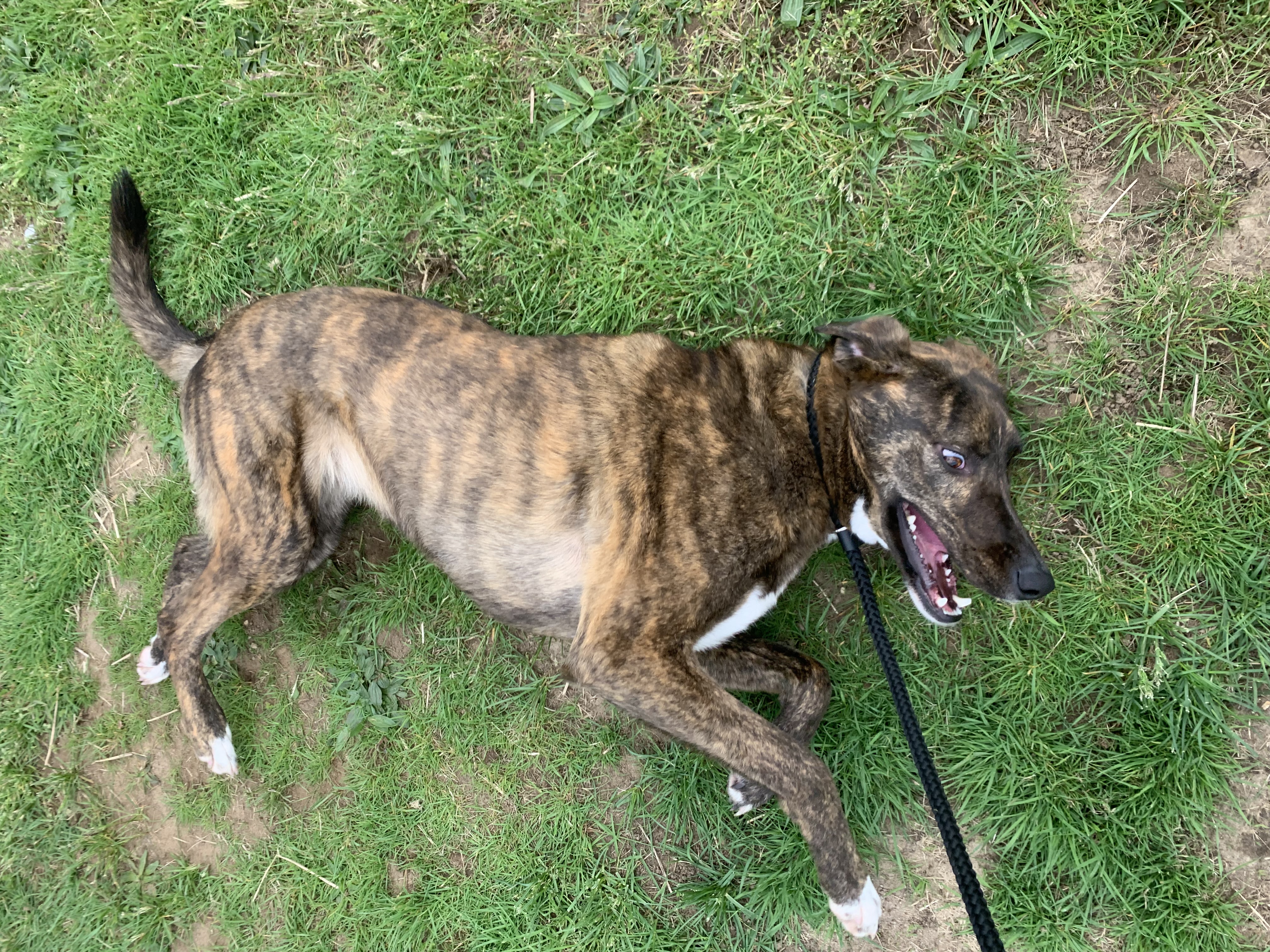 Honey Azalea, a Adoptable mixed breed in Willimantic, CT image 4/6