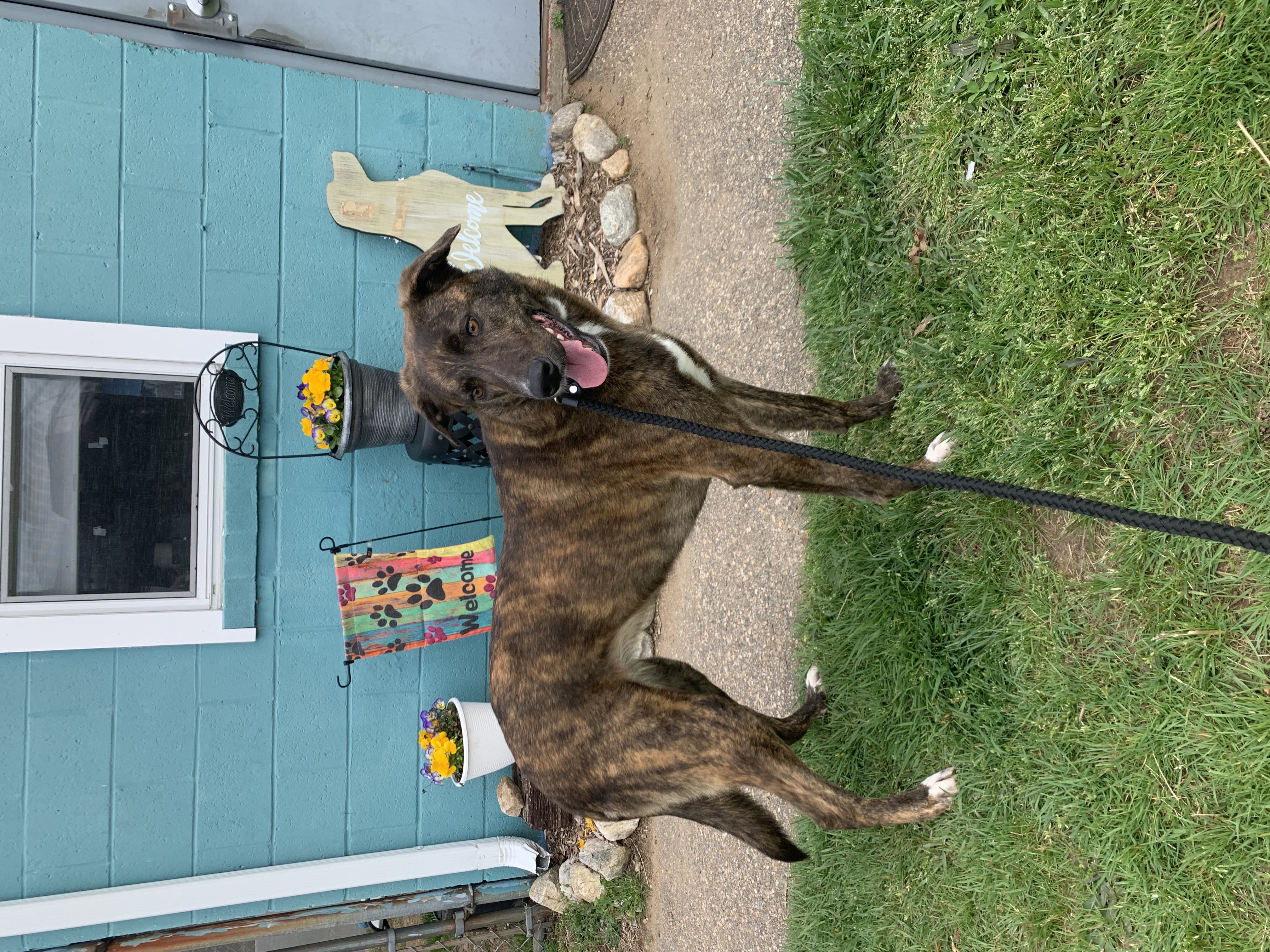 Honey Azalea, a Adoptable mixed breed in Willimantic, CT image 3/6