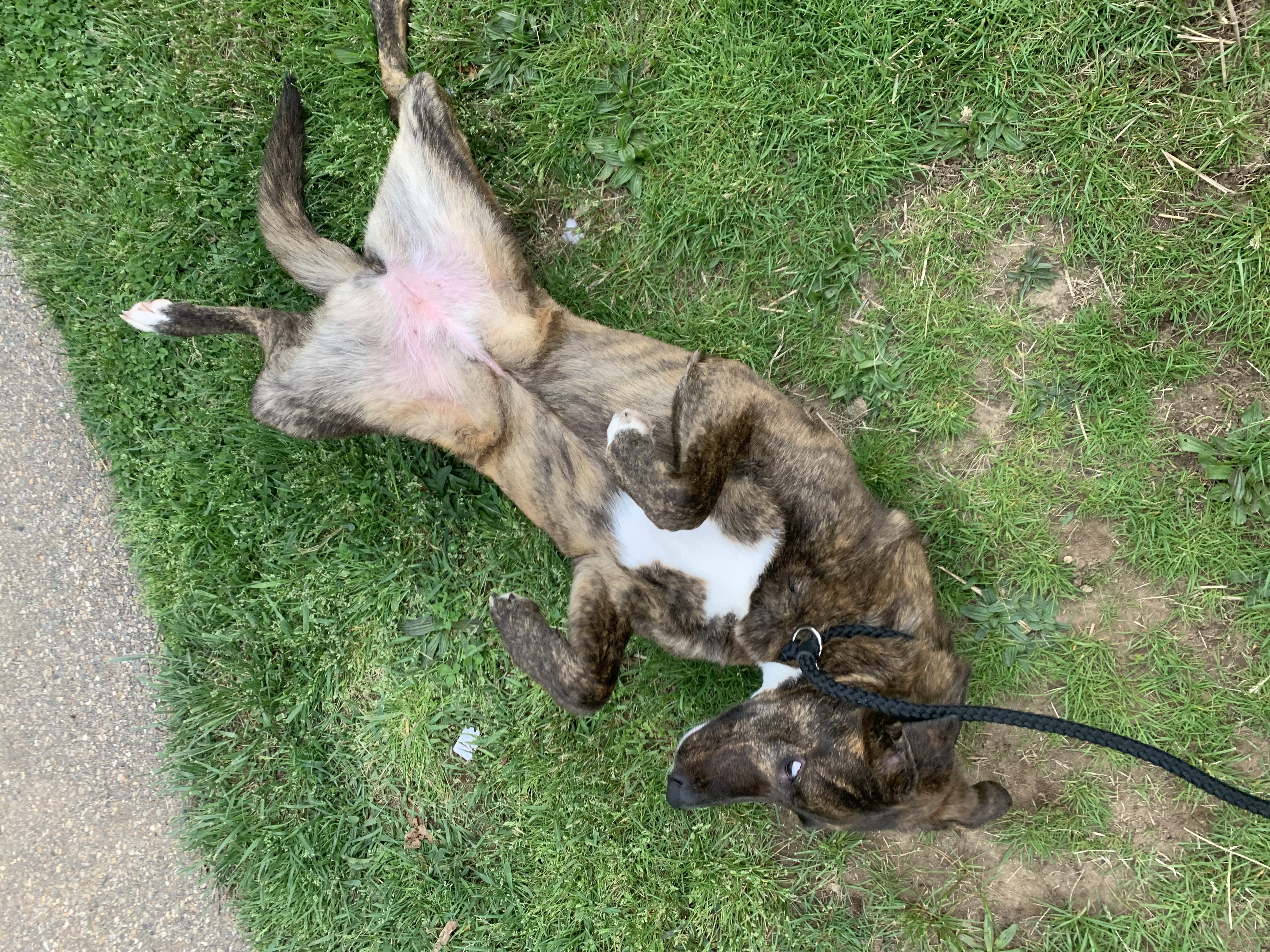 Honey Azalea, a Adoptable mixed breed in Willimantic, CT image 5/6