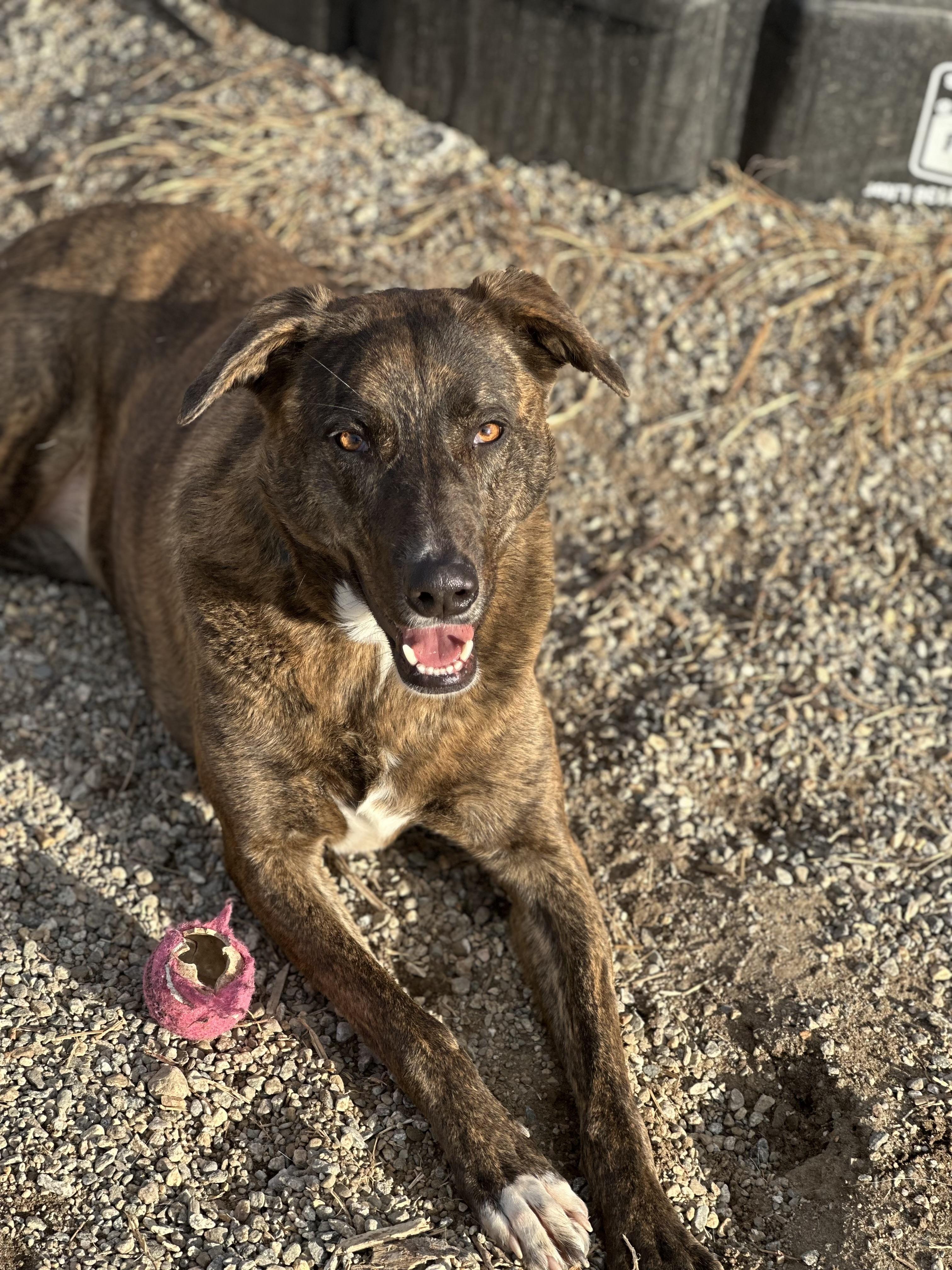 Honey Azalea, a Adoptable mixed breed in Willimantic, CT image 1/6