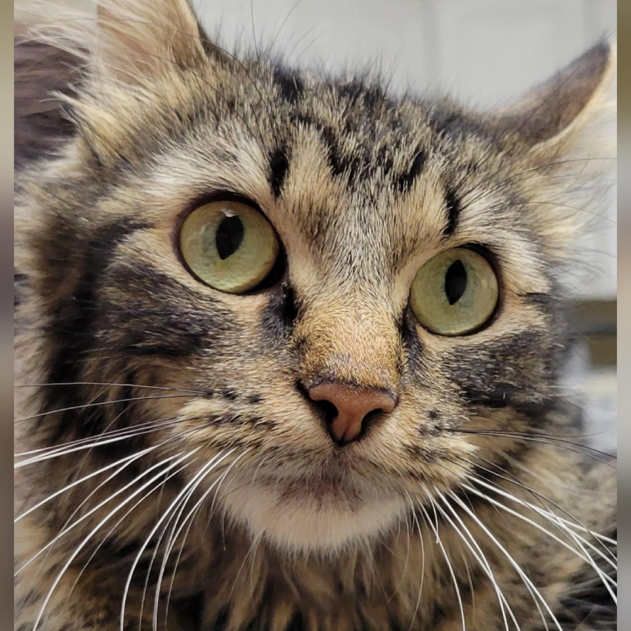 Enlarge Skye, a Adoptable Domestic Long Hair in Mazon, IL image 1/1