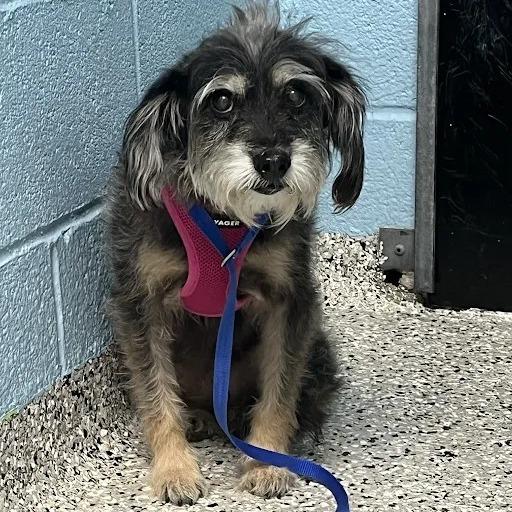 Esperanza, Adoptable, Senior Female Schnauzer & Mixed Breed.