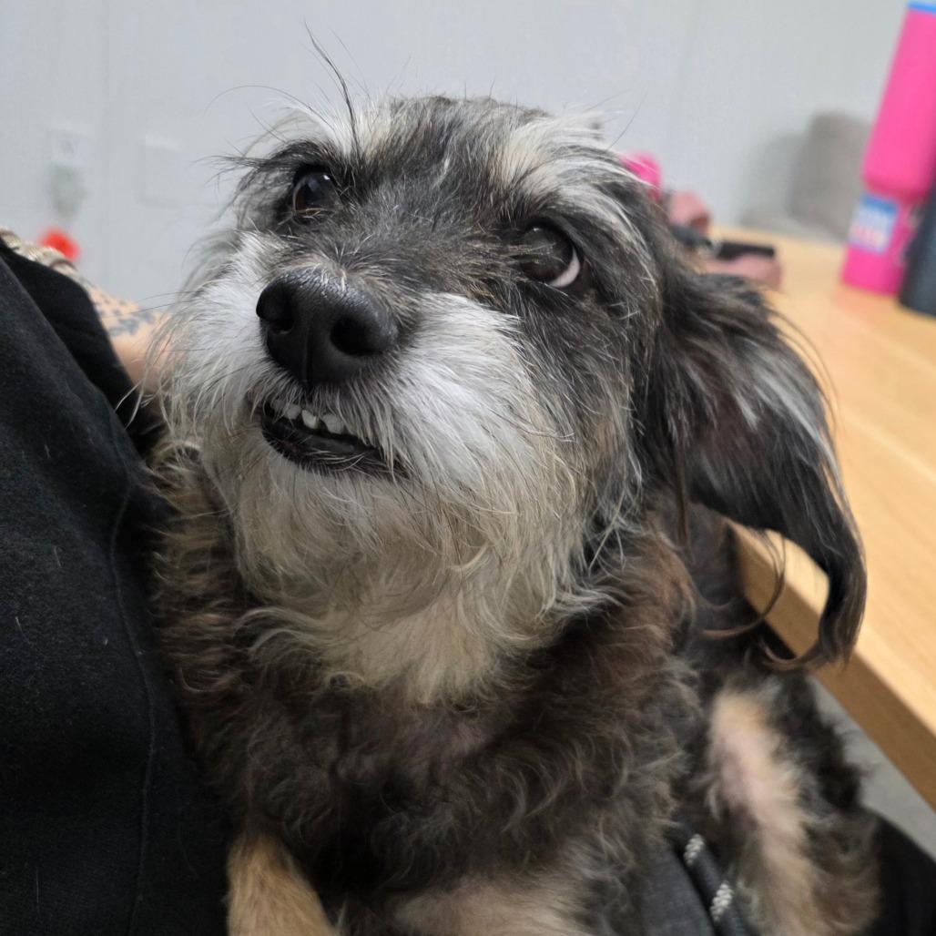 Enlarge Esperanza, a Adoptable mixed breed in Hattiesburg, MS image 2/5