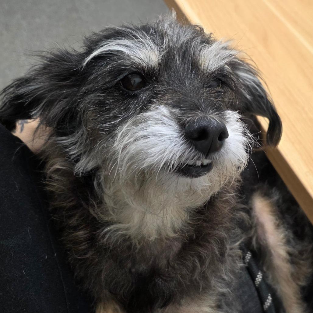 Enlarge Esperanza, a Adoptable mixed breed in Hattiesburg, MS image 4/5