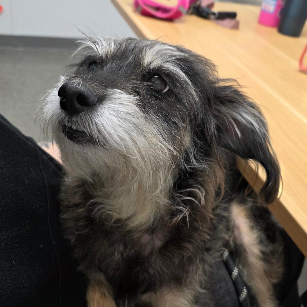 Enlarge Esperanza, a Adoptable mixed breed in Hattiesburg, MS image 5/5