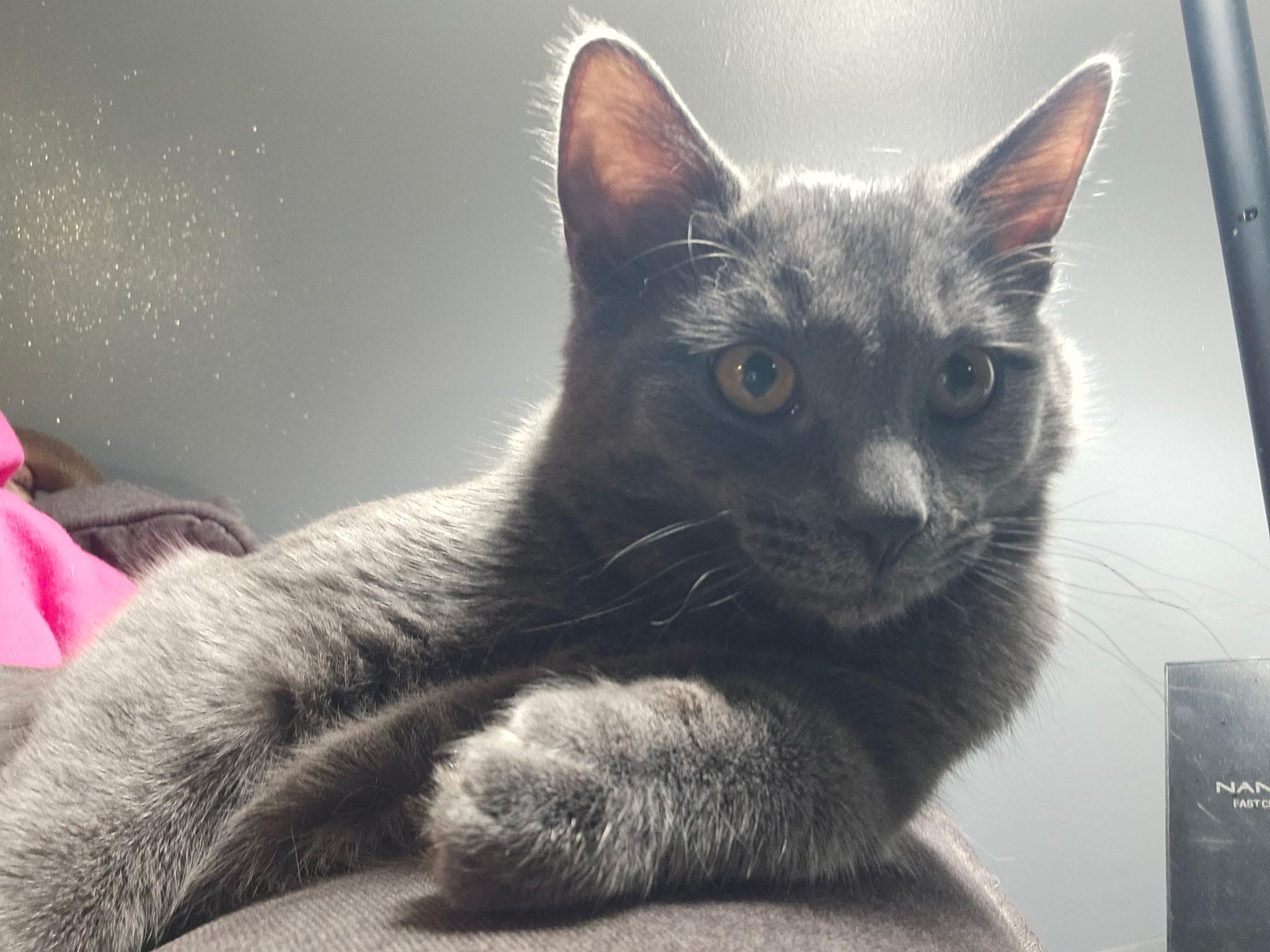 Darcy, ADOPTABLE, Young Female Domestic Short Hair.