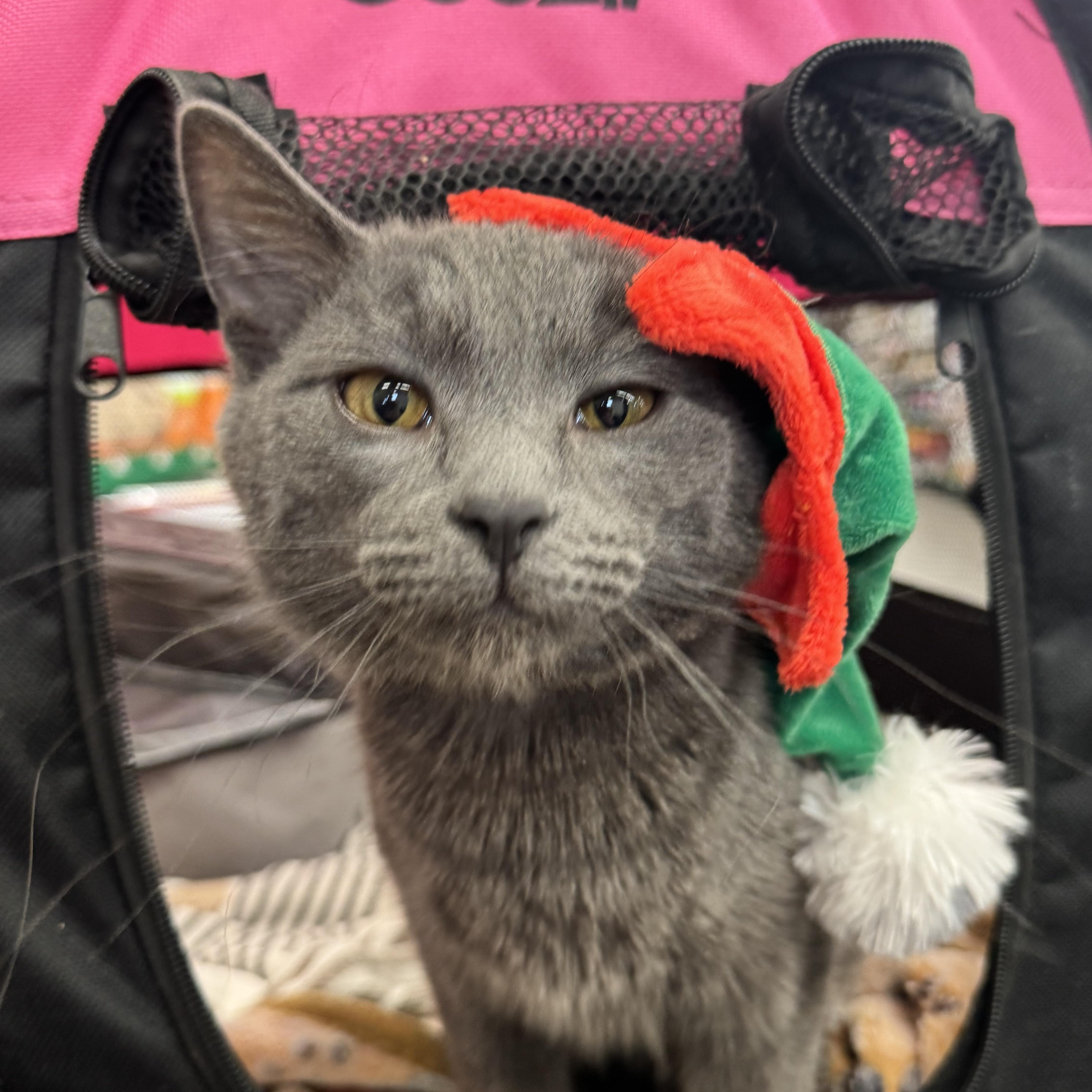 Enlarge Darcy, a ADOPTABLE Domestic Short Hair in Troy, MI image 2/6