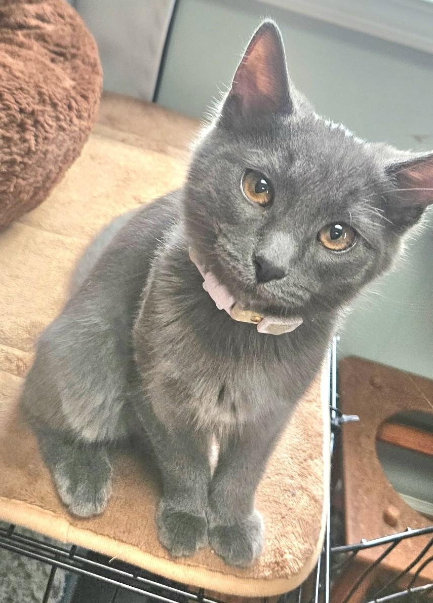 Enlarge Darcy, a ADOPTABLE Domestic Short Hair in Troy, MI image 3/6