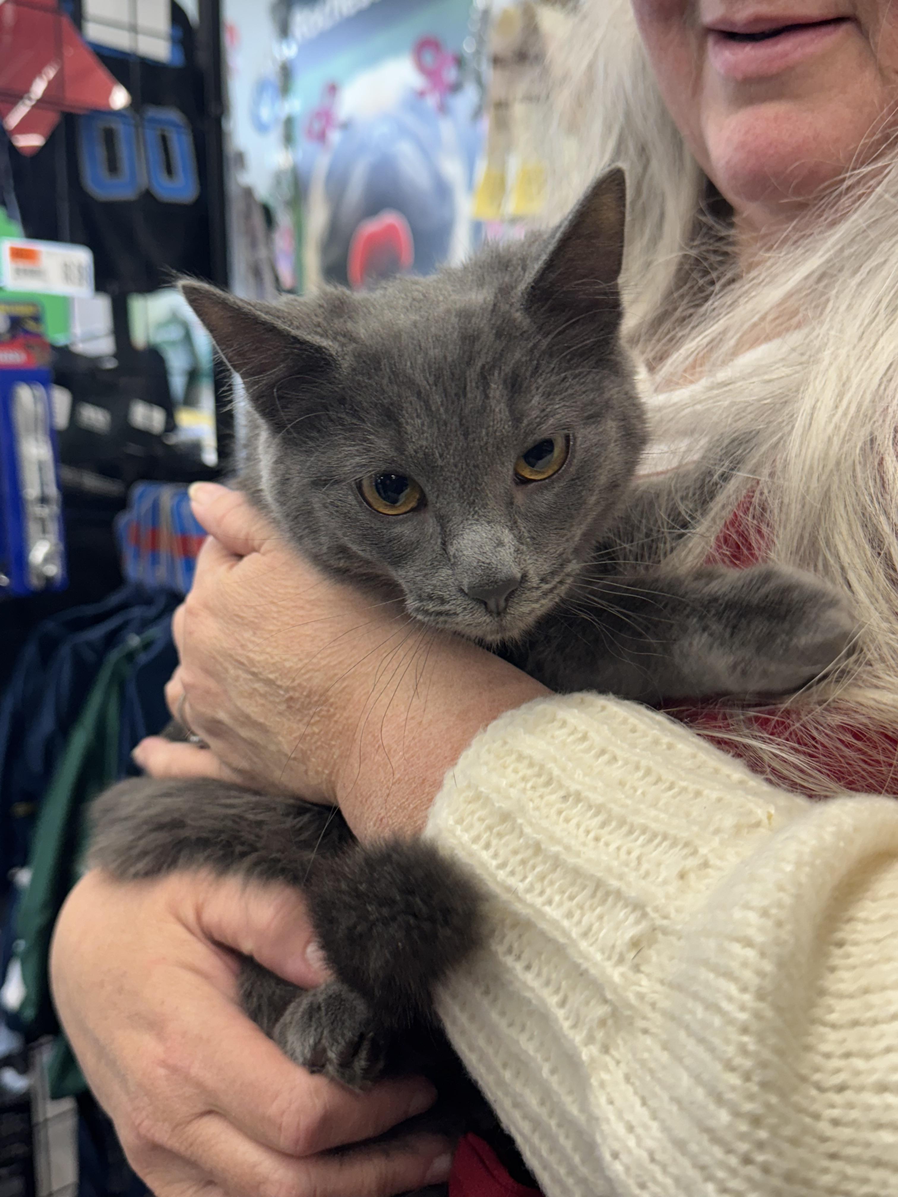 Enlarge Darcy, a ADOPTABLE Domestic Short Hair in Troy, MI image 5/6