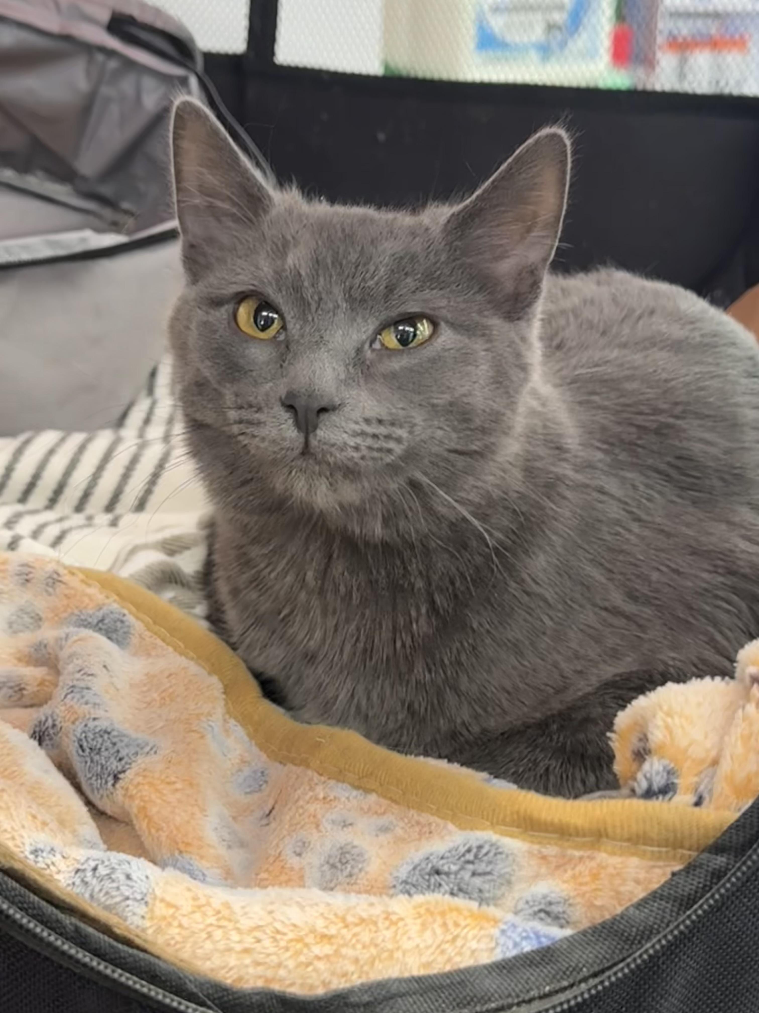 Enlarge Darcy, a ADOPTABLE Domestic Short Hair in Troy, MI image 6/6