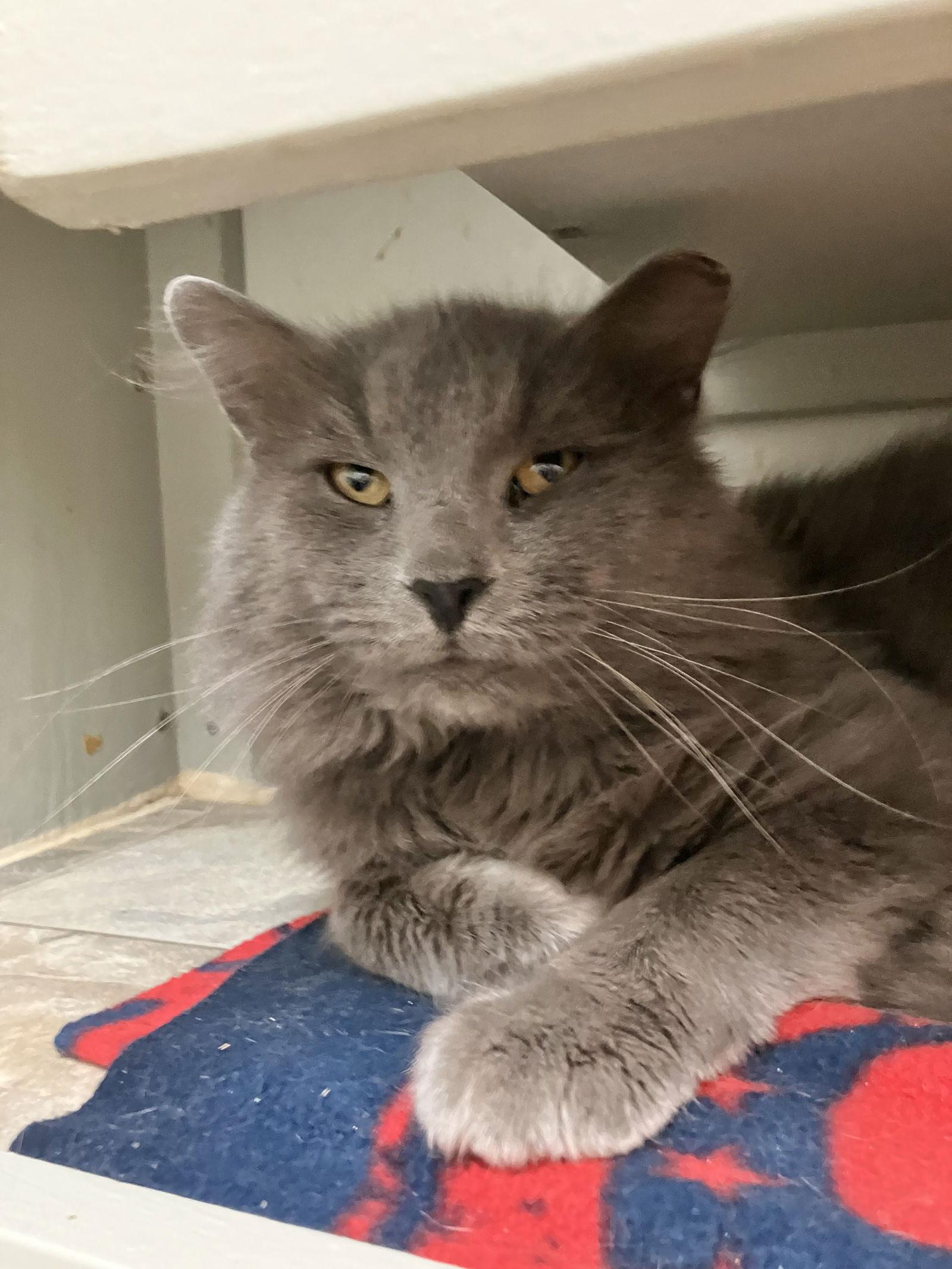 Rabbit  Kbc thumbnail 2