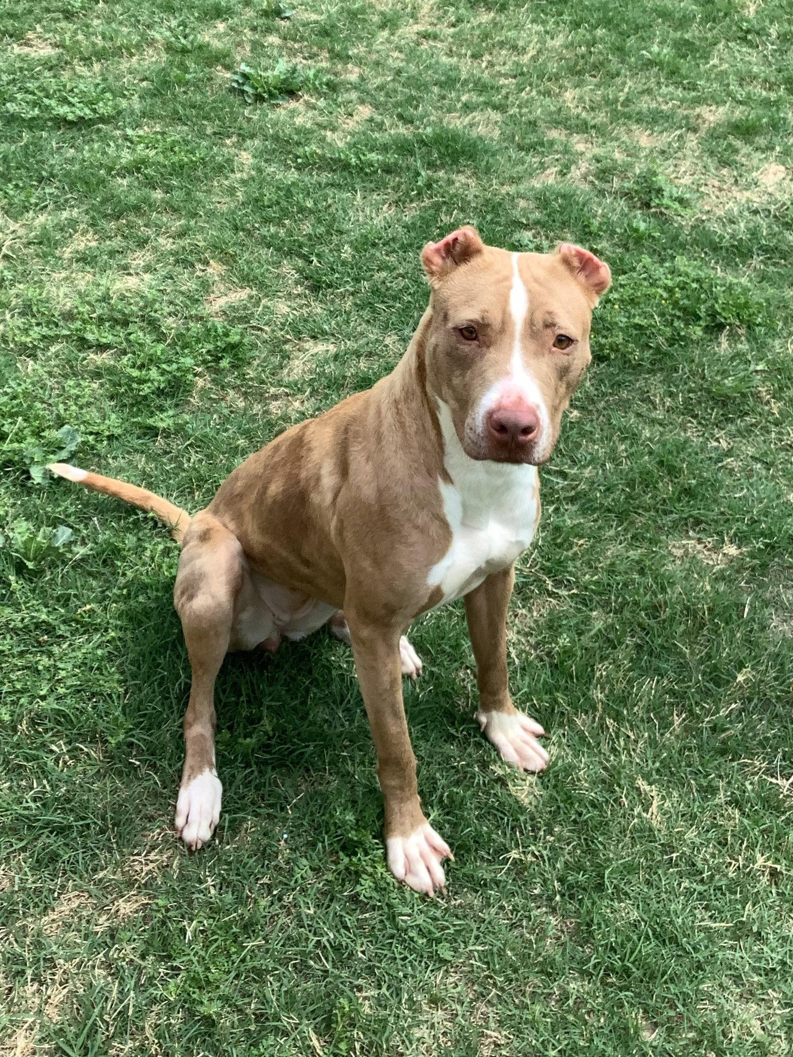 Enlarge Pebbles, a Adoptable Pit Bull Terrier in McKinney, TX image 1/3