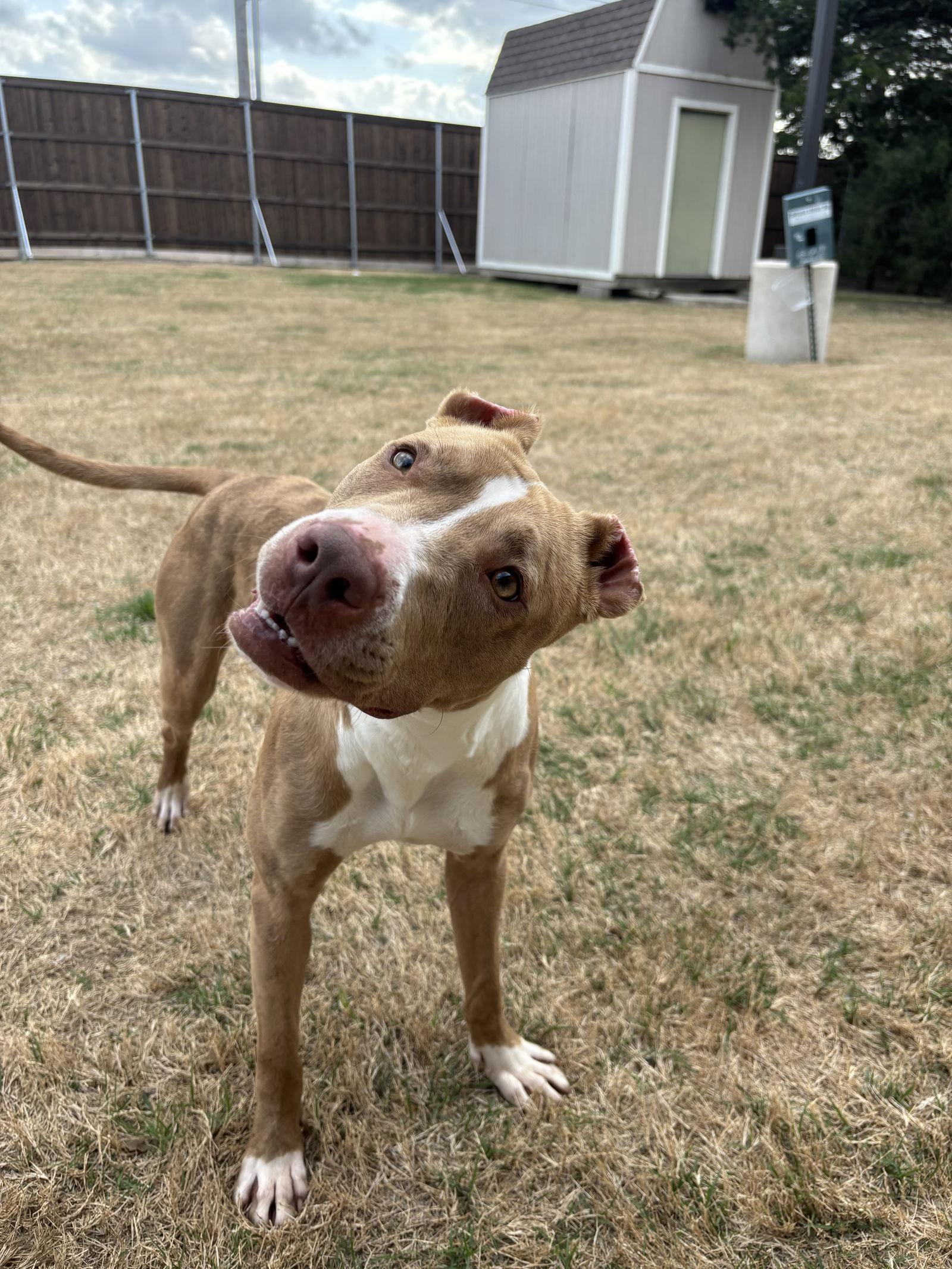 Enlarge Pebbles, a Adoptable Pit Bull Terrier in McKinney, TX image 1/3