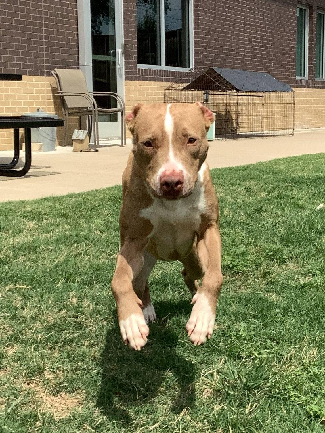 Enlarge Pebbles, a Adoptable Pit Bull Terrier in McKinney, TX image 2/3