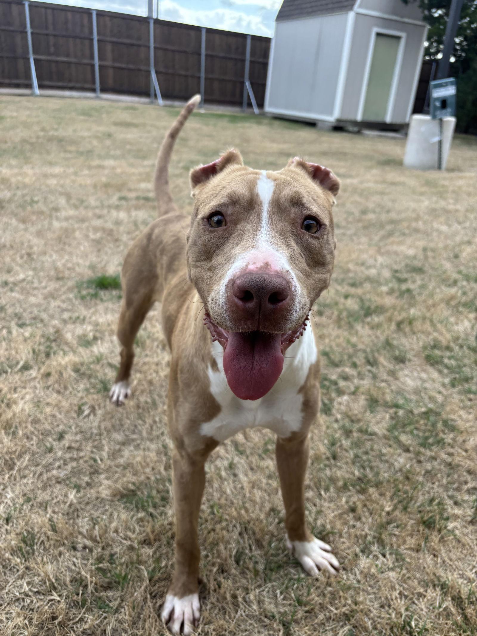 Enlarge Pebbles, a Adoptable Pit Bull Terrier in McKinney, TX image 2/3