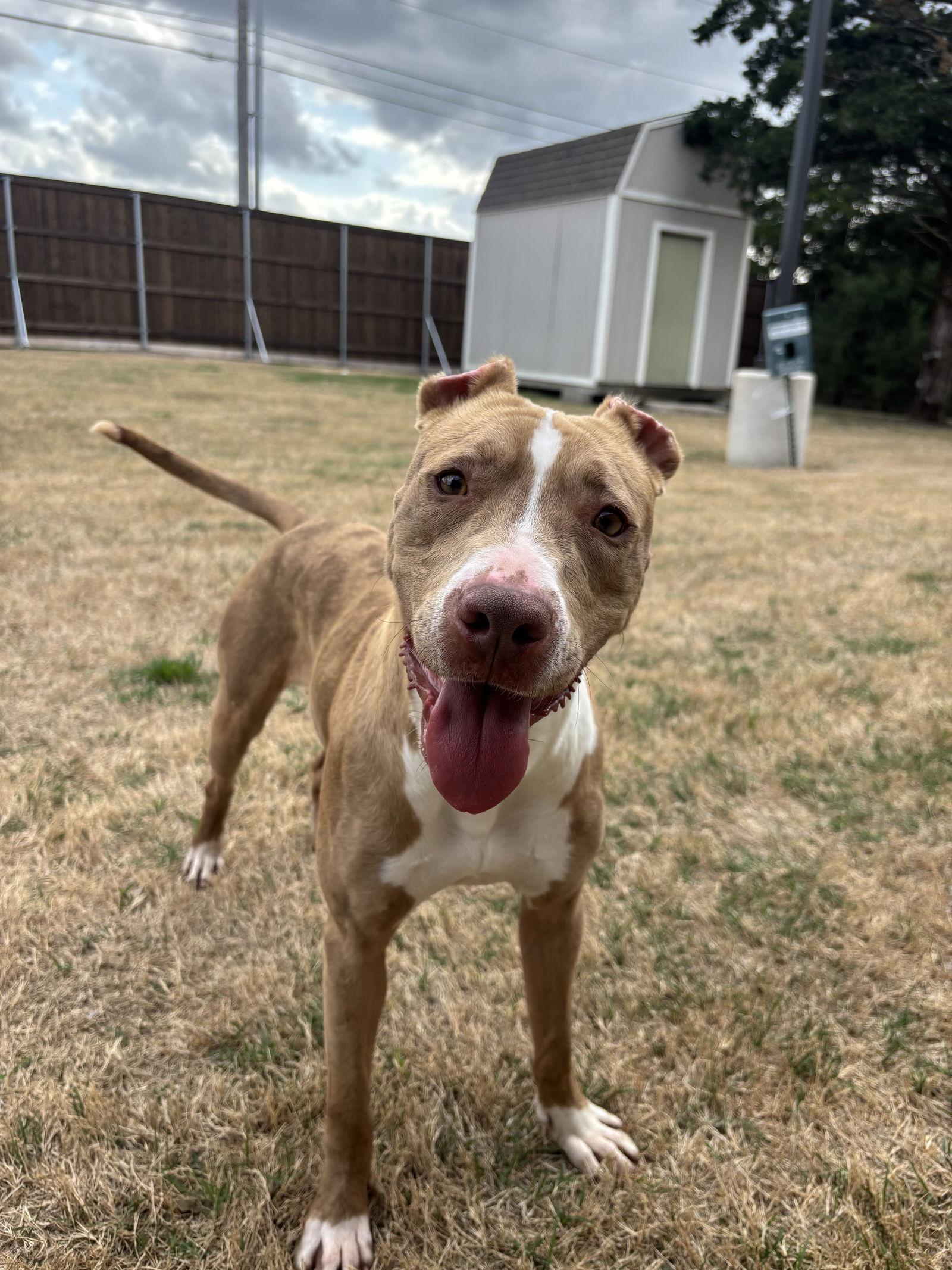 Enlarge Pebbles, a Adoptable Pit Bull Terrier in McKinney, TX image 3/3
