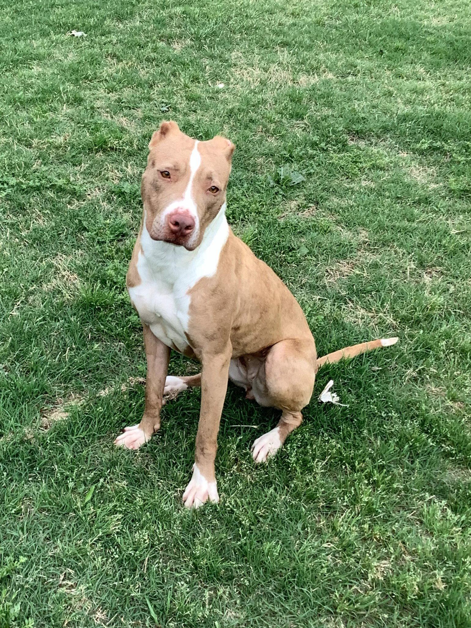 Enlarge Pebbles, a Adoptable Pit Bull Terrier in McKinney, TX image 3/3