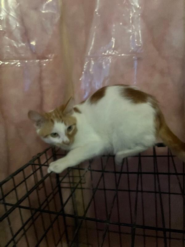 Enlarge Unknown, a Adoptable Domestic Short Hair in Burgaw, NC image 1/1