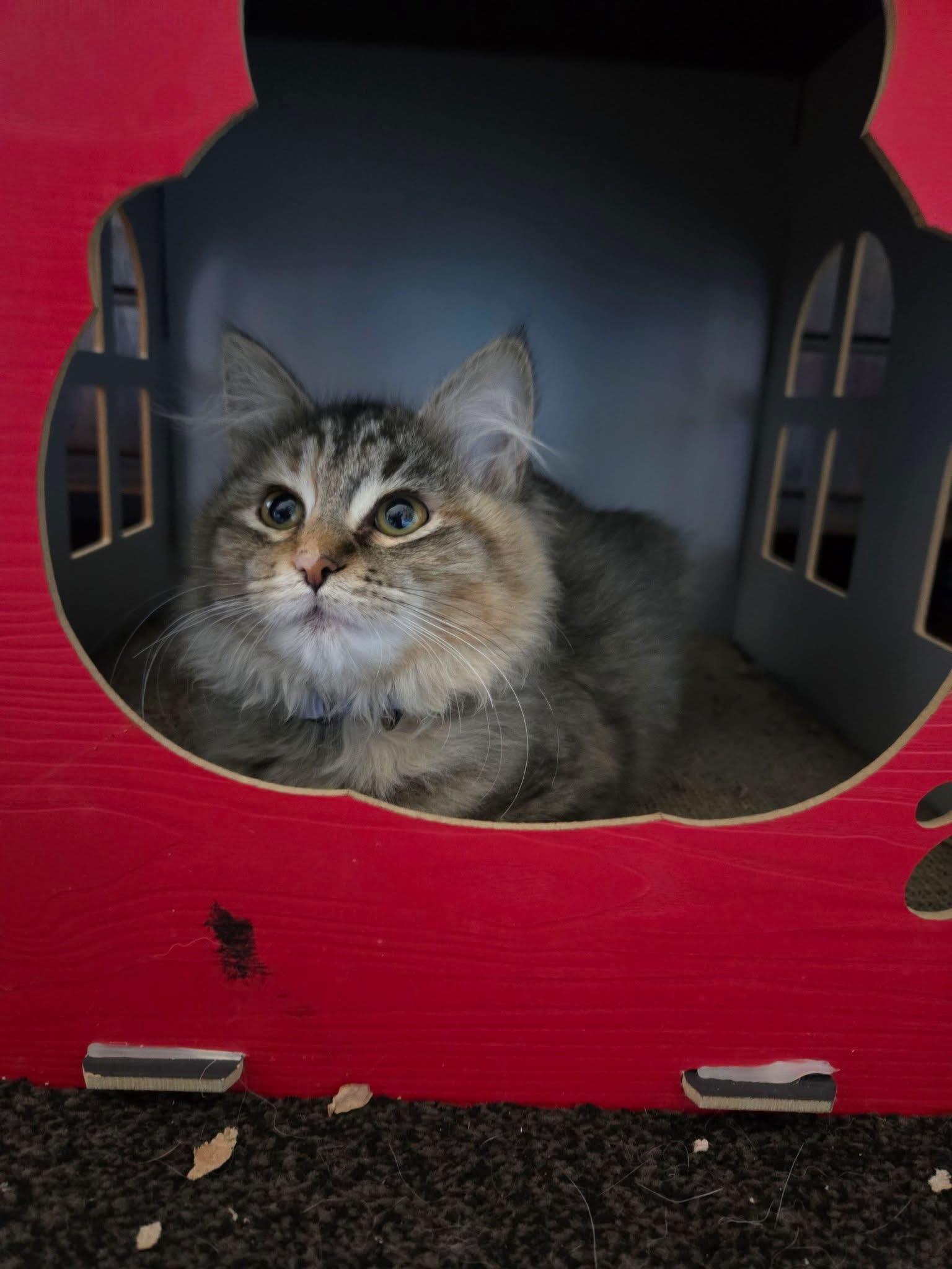Enlarge Pomme, an adopted Domestic Long Hair in Manhattan, KS image 5/5