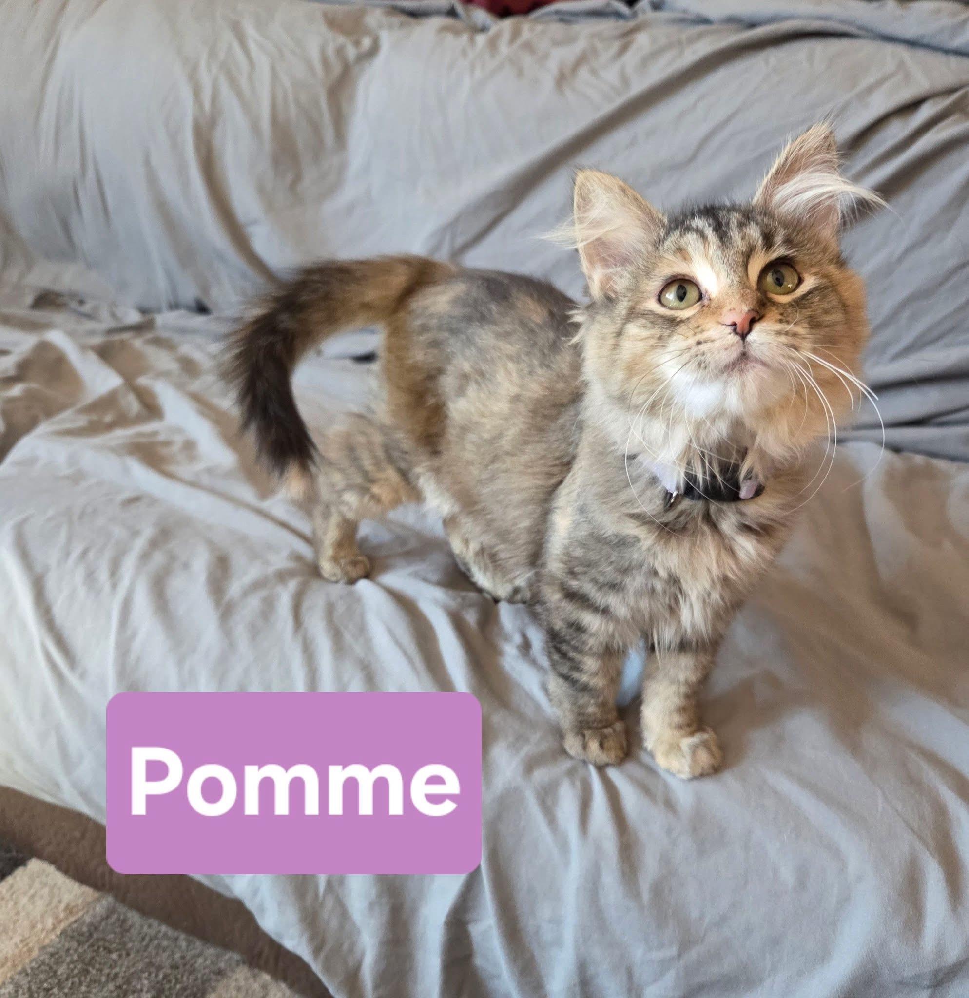 Enlarge Pomme, an adopted Domestic Long Hair in Manhattan, KS image 2/5