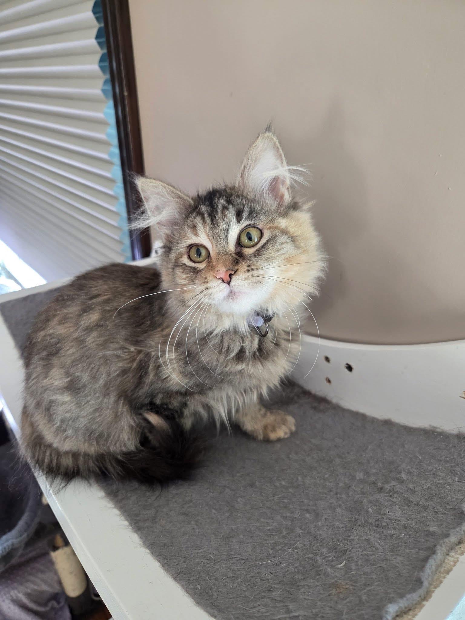 Enlarge Pomme, an adopted Domestic Long Hair in Manhattan, KS image 4/5