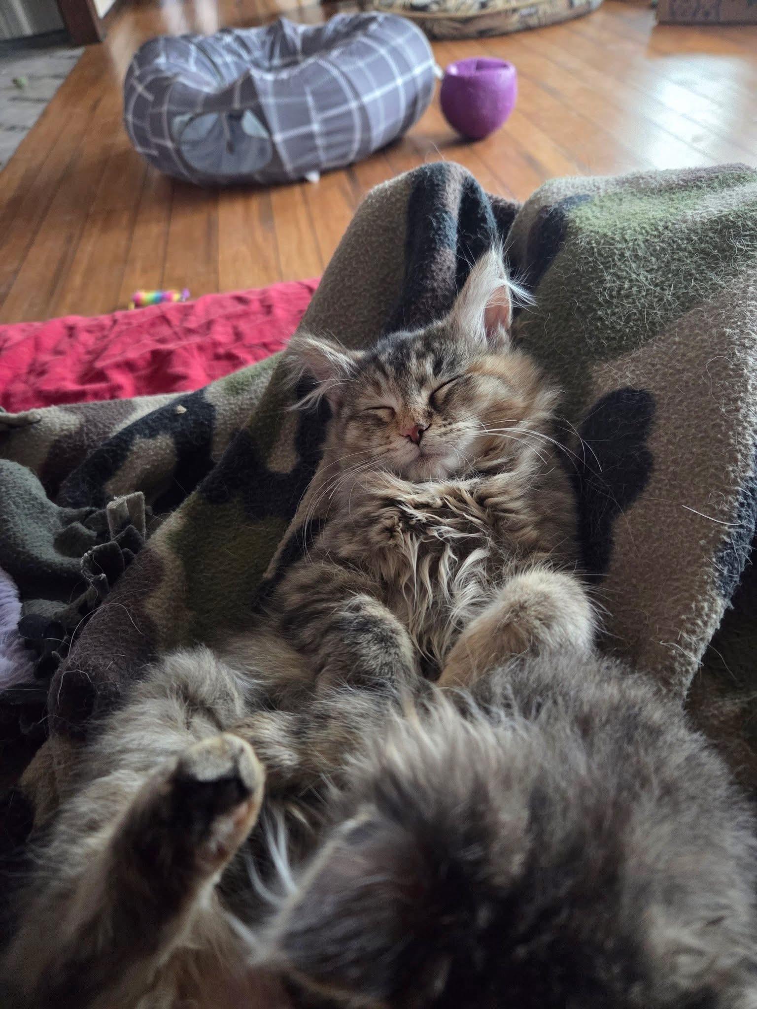 Enlarge Pomme, an adopted Domestic Long Hair in Manhattan, KS image 3/5