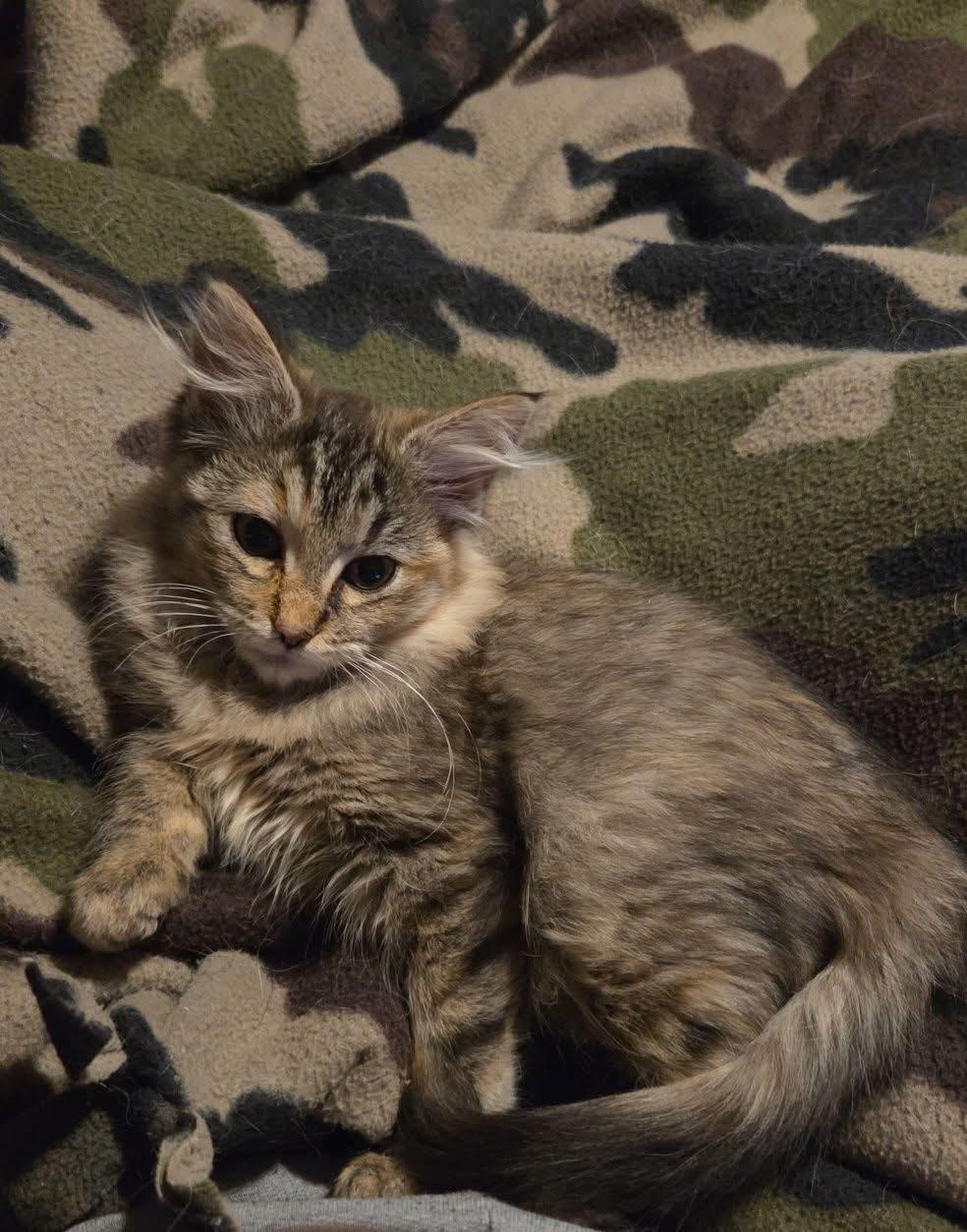 Pomme, adopted, Kitten Female Domestic Long Hair.